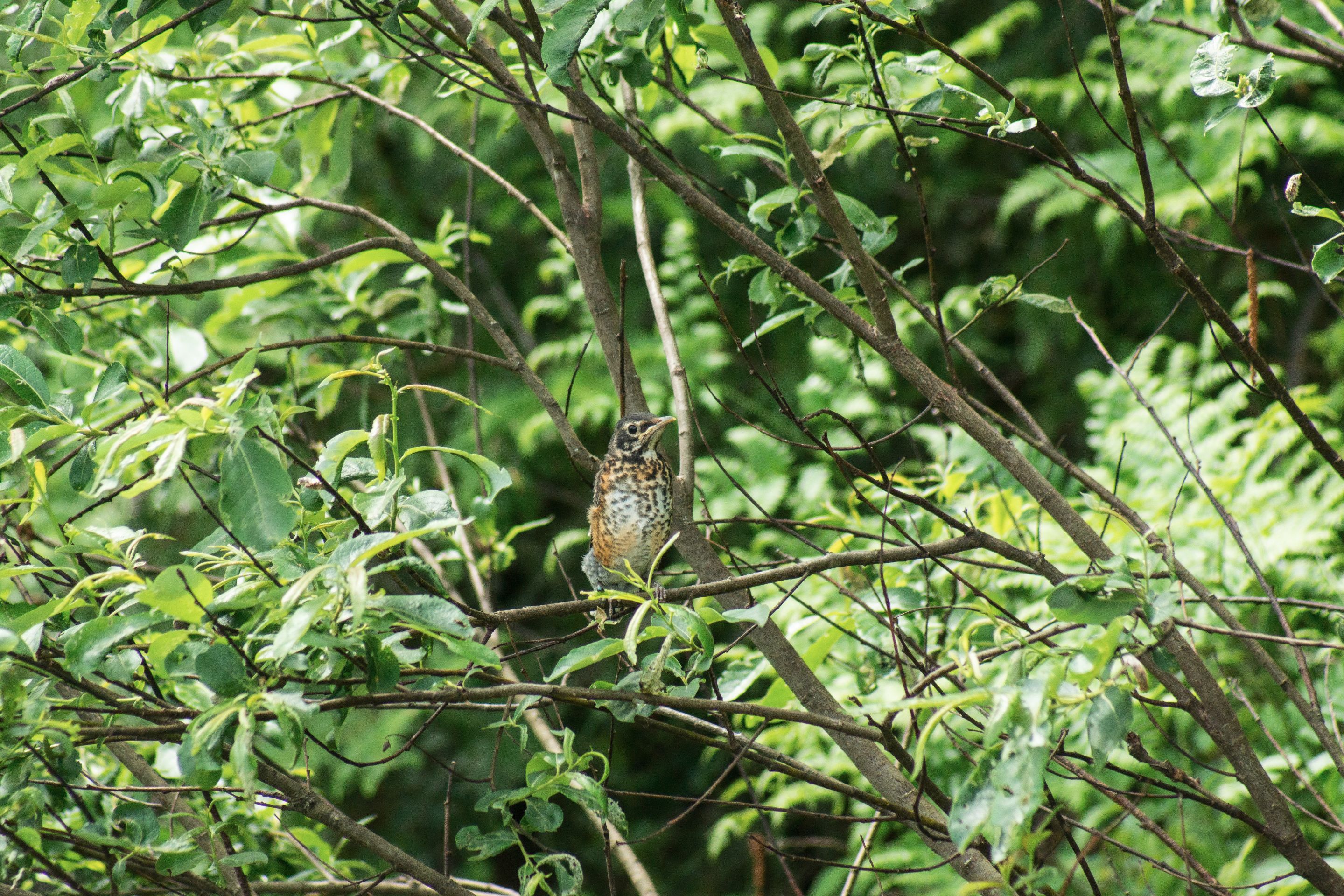 DSC00527.jpg
