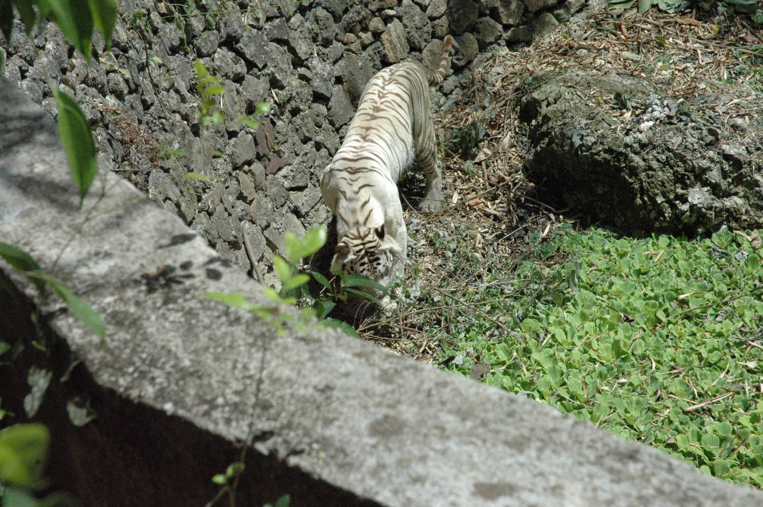 DSC_0197.JPG