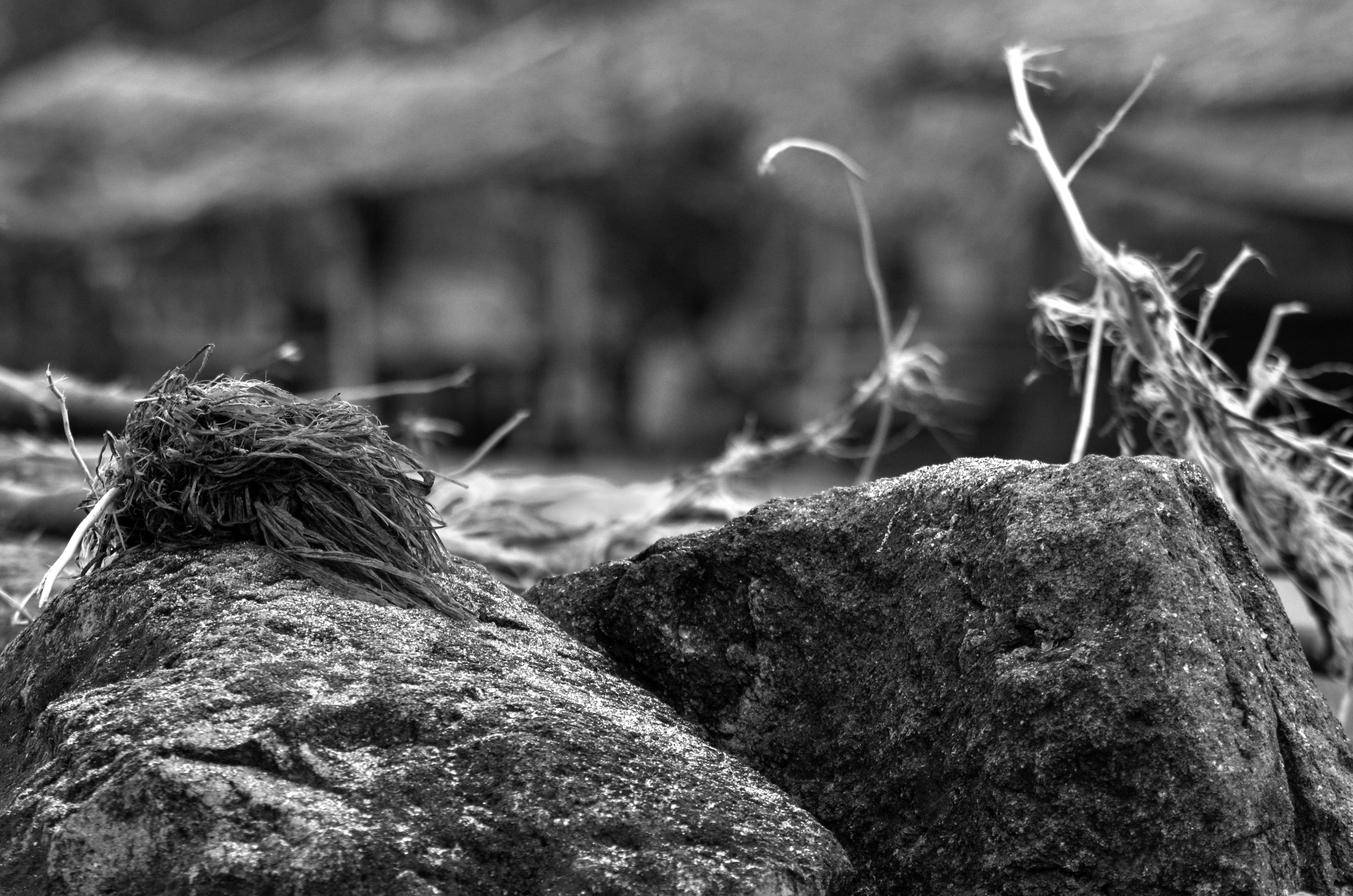 _AHW0779.jpg