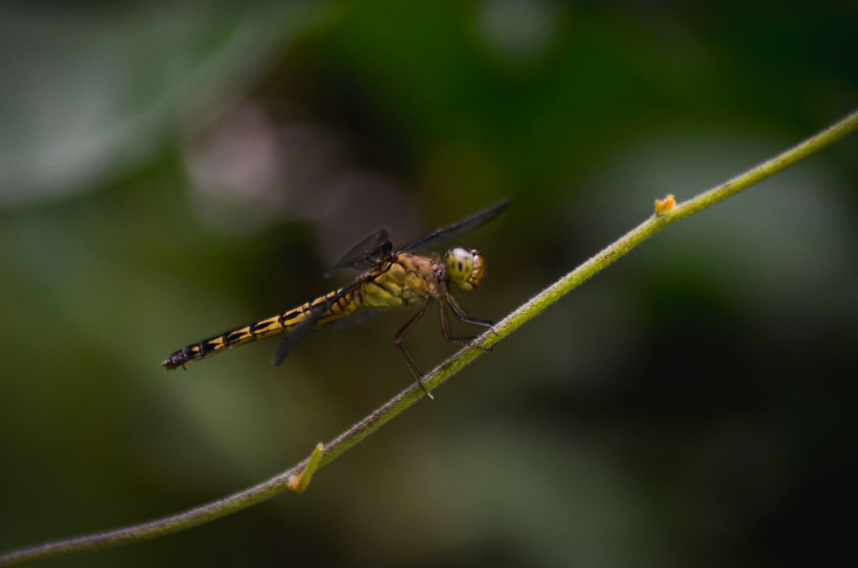 _AHW5809.jpg