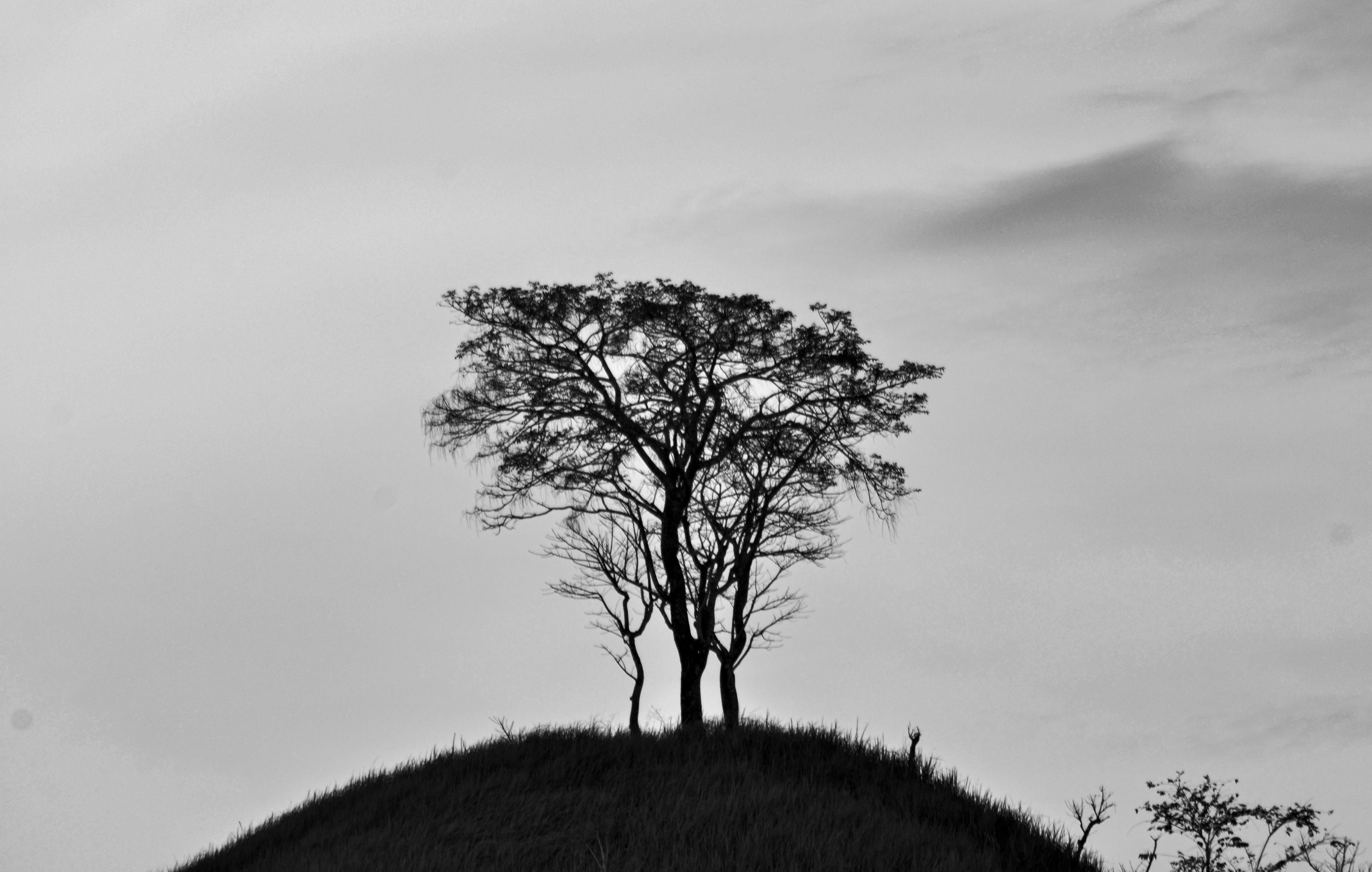 _AHW9199.jpg