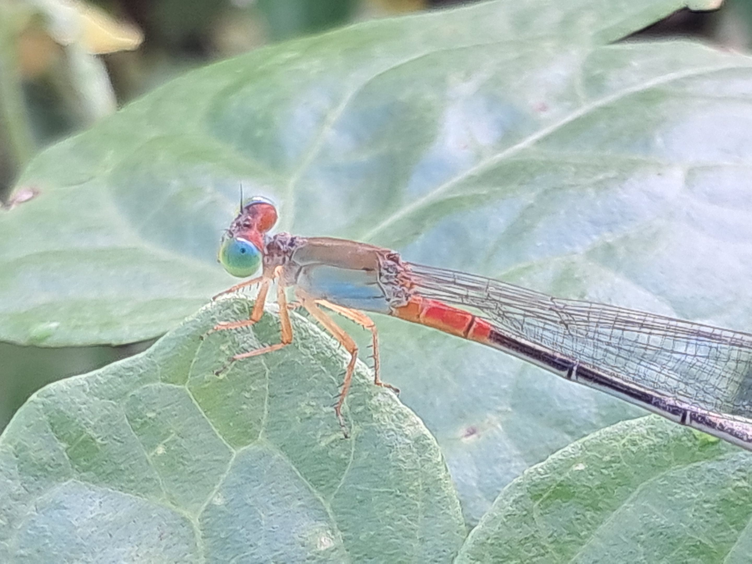 20250518_065144.jpg