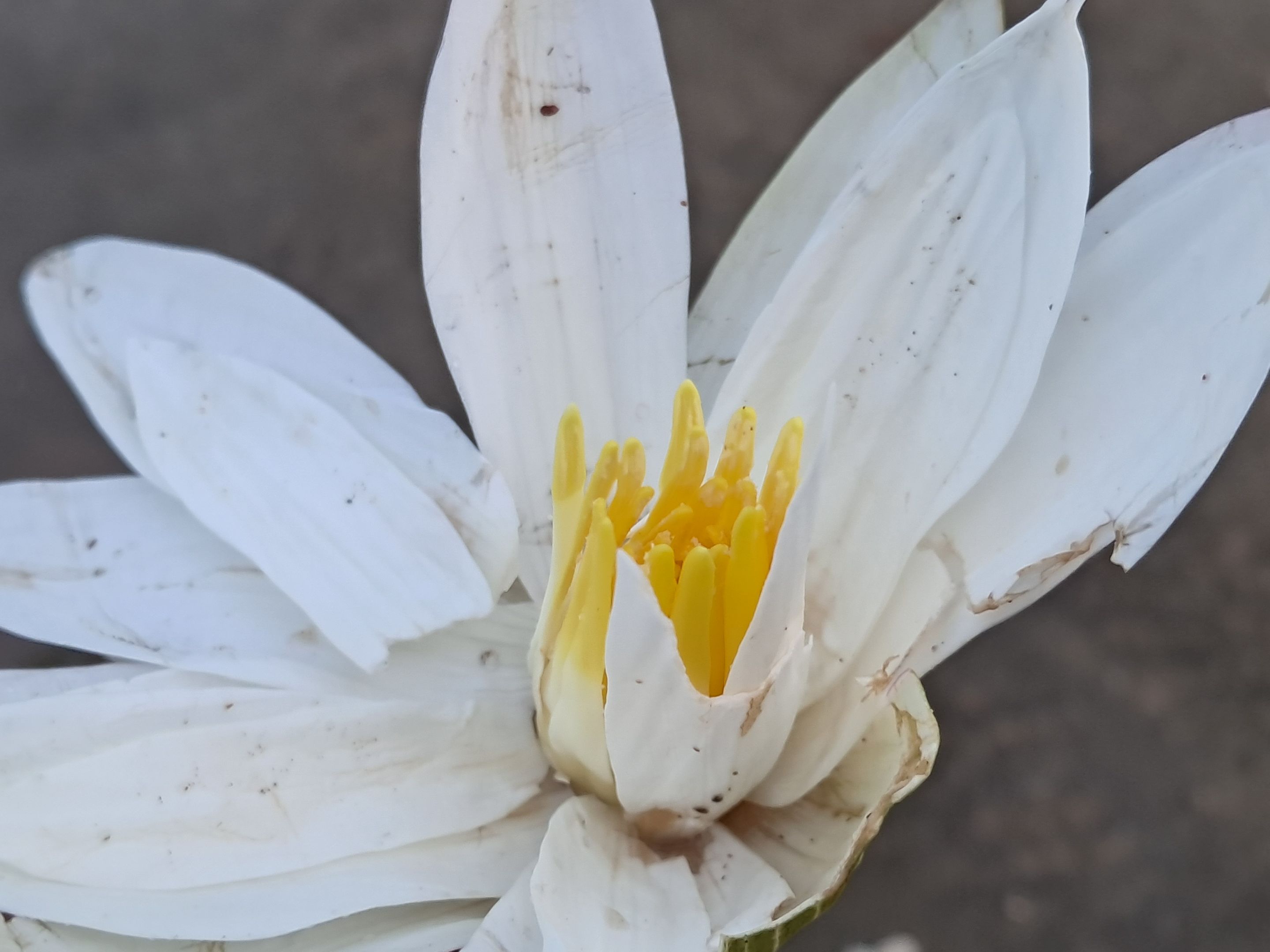National flower of our country 