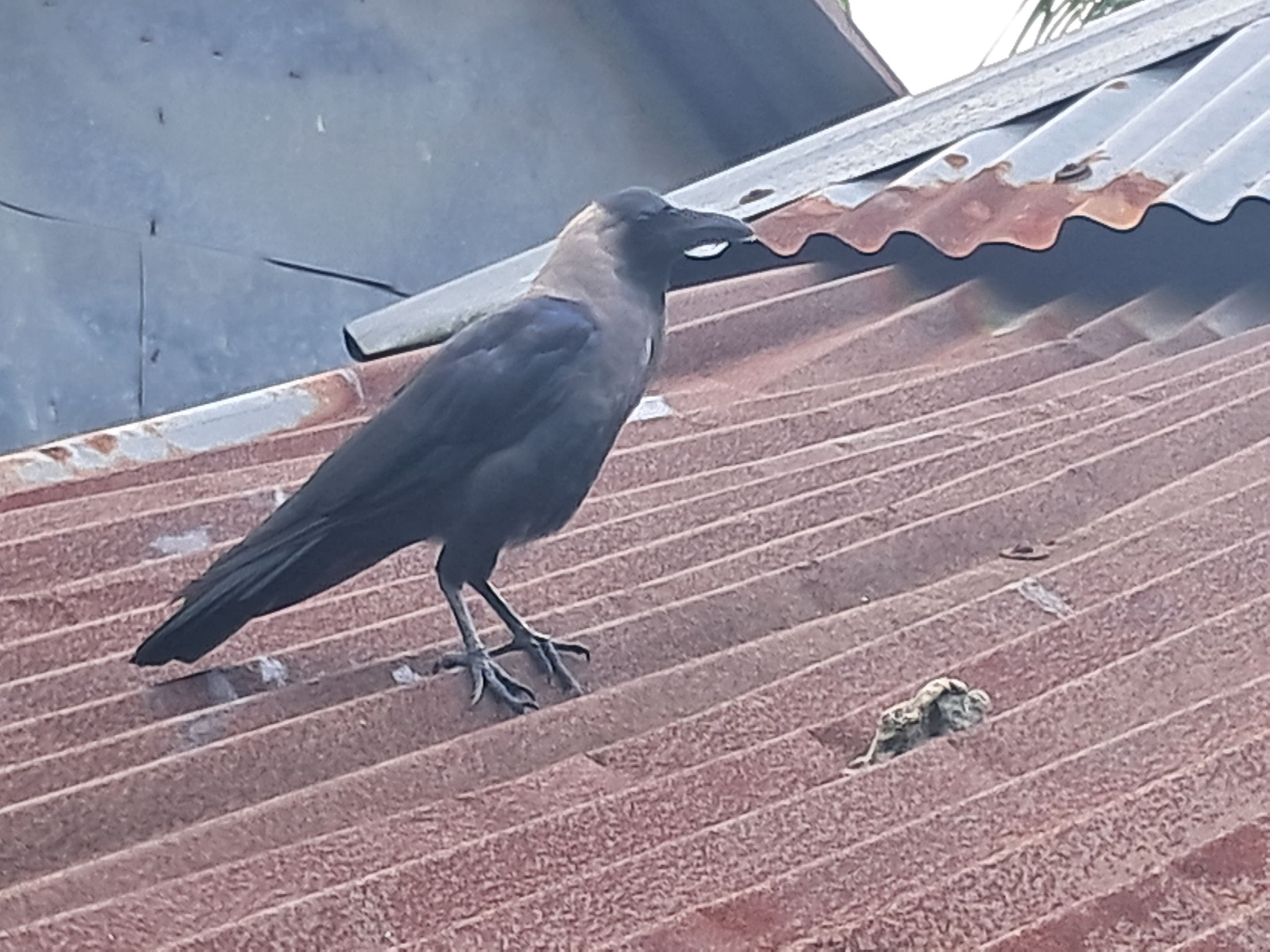 20250810_061441.jpg