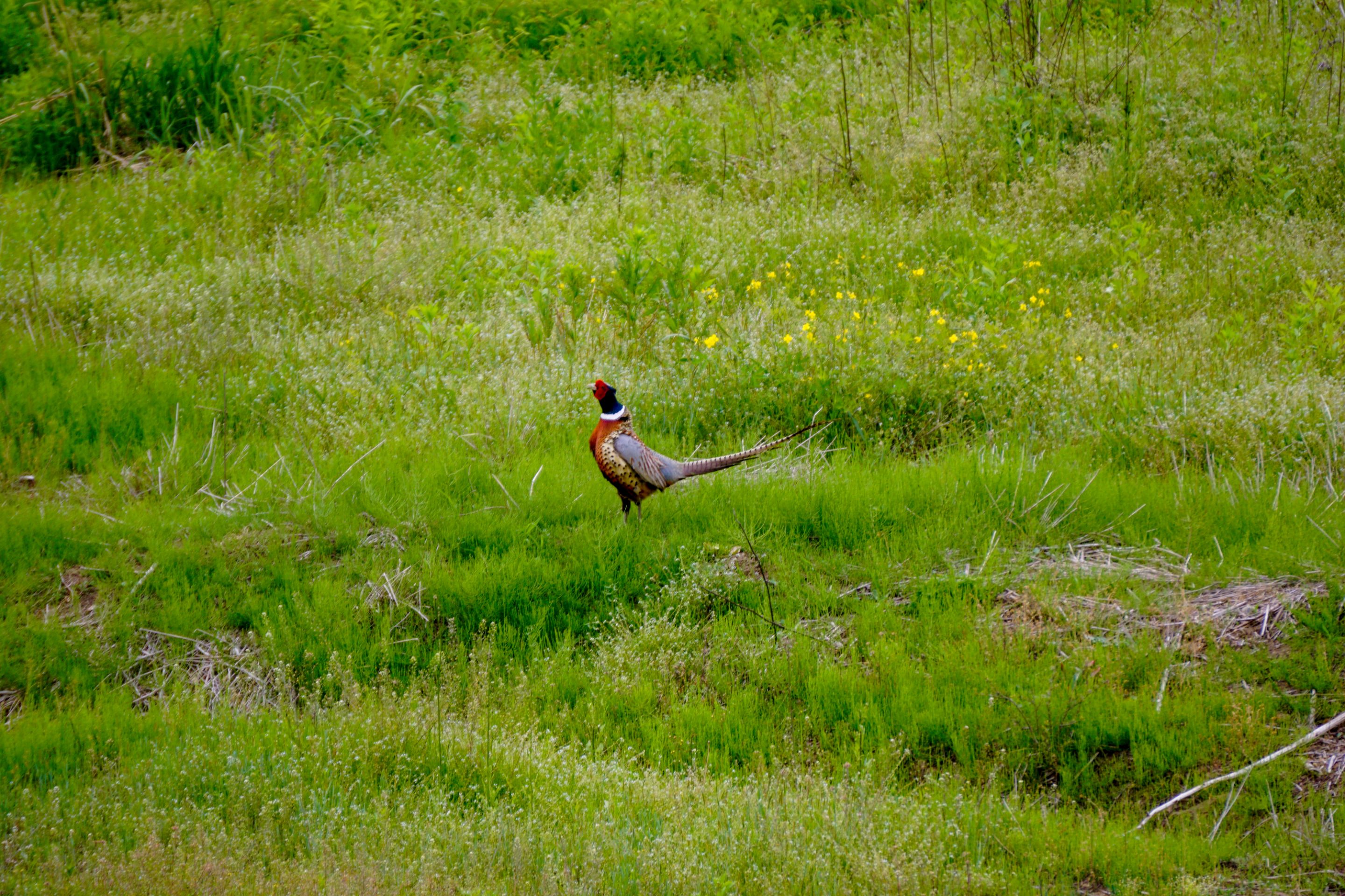 Pheasant (5).JPG
