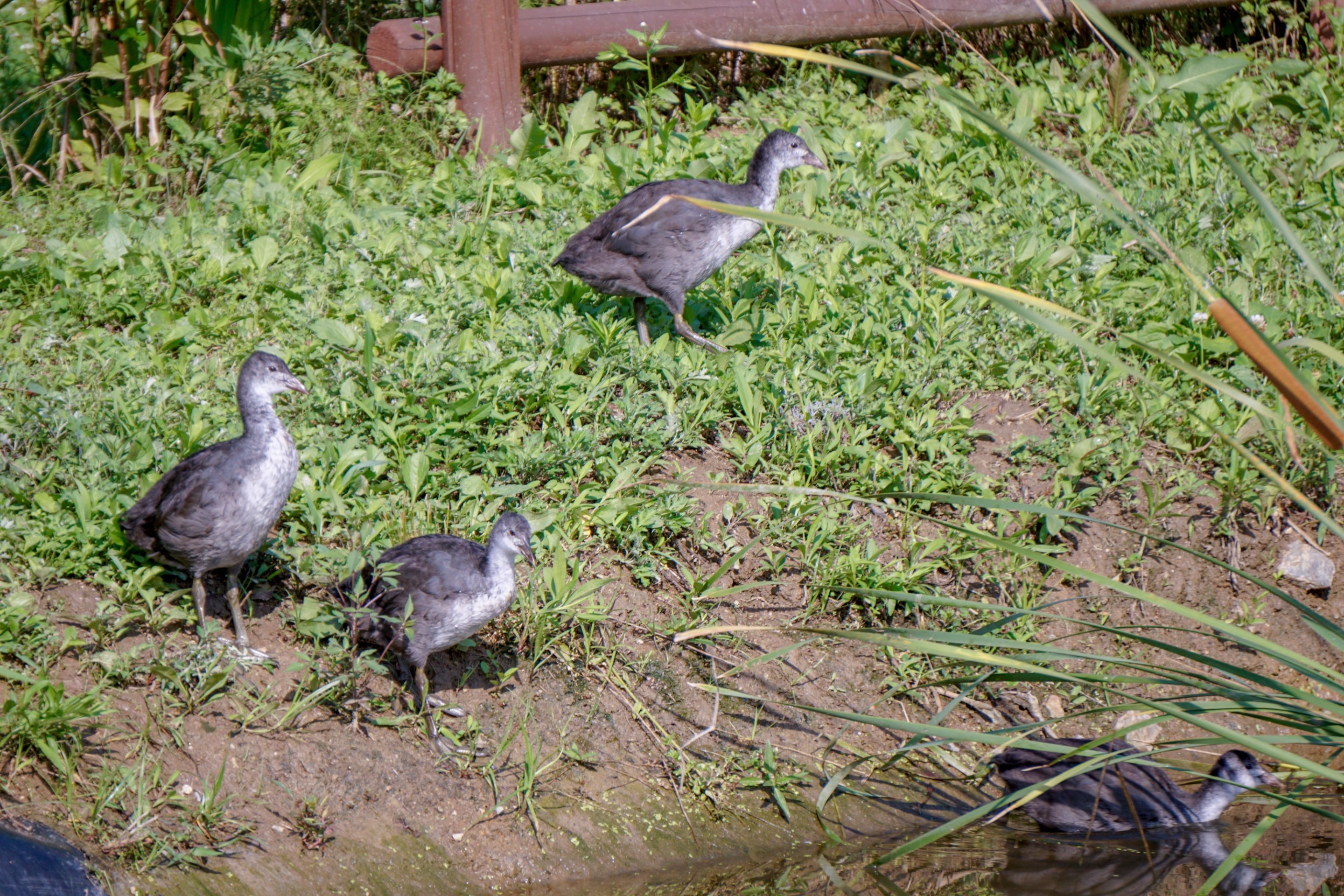 Summer Wetlands (7).JPG