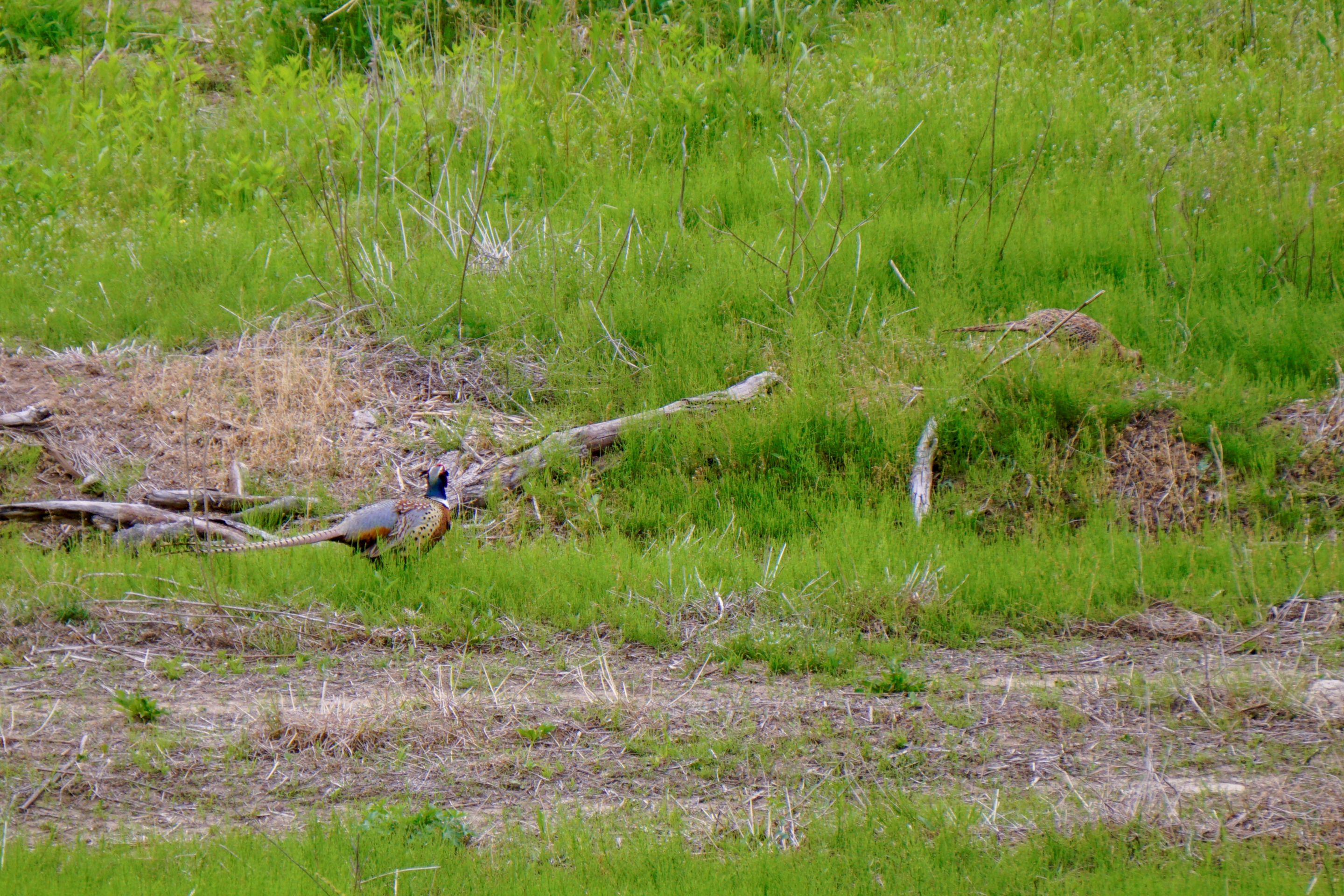 Pheasant (4).JPG