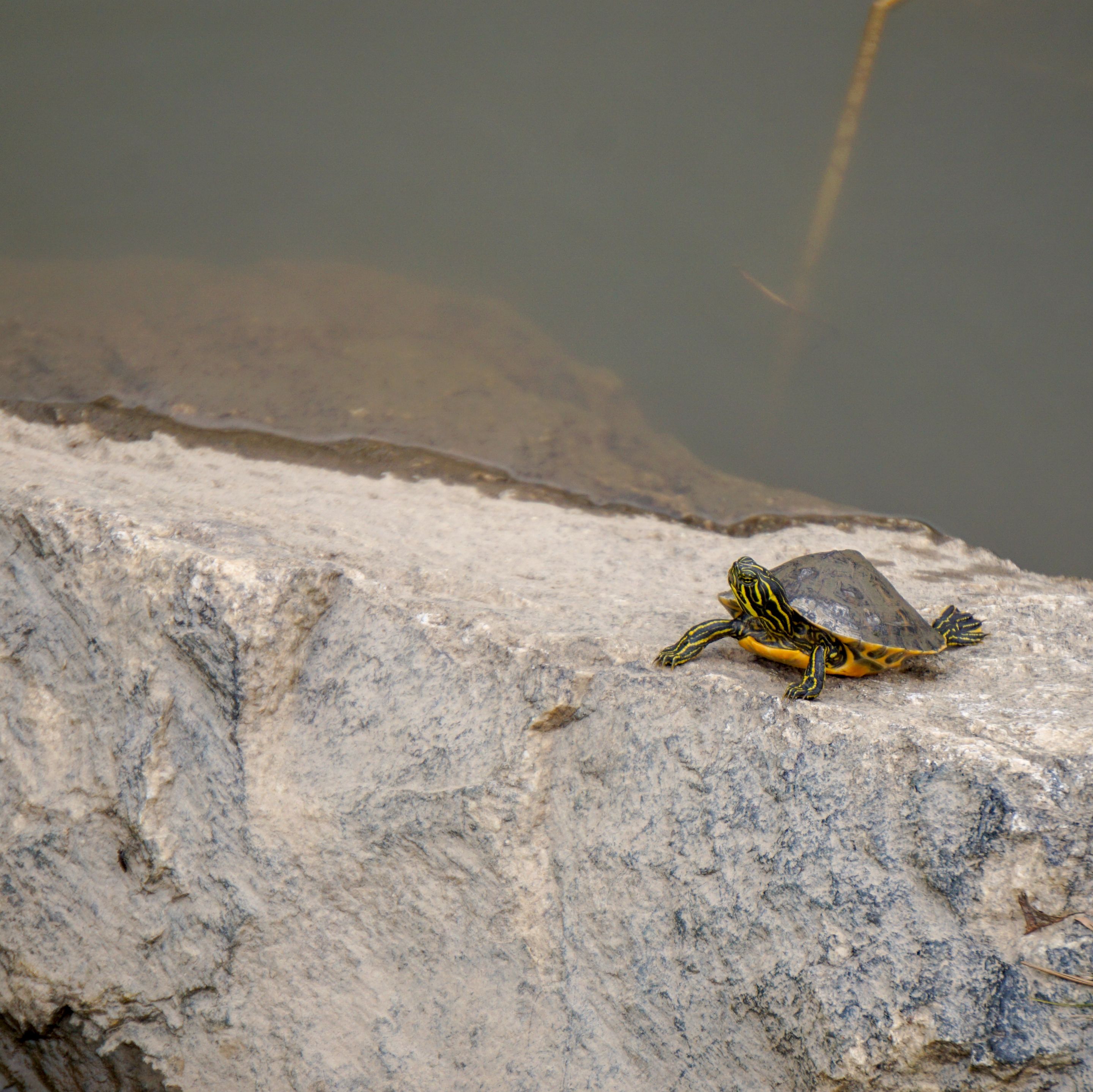Summer Wetlands (11).JPG