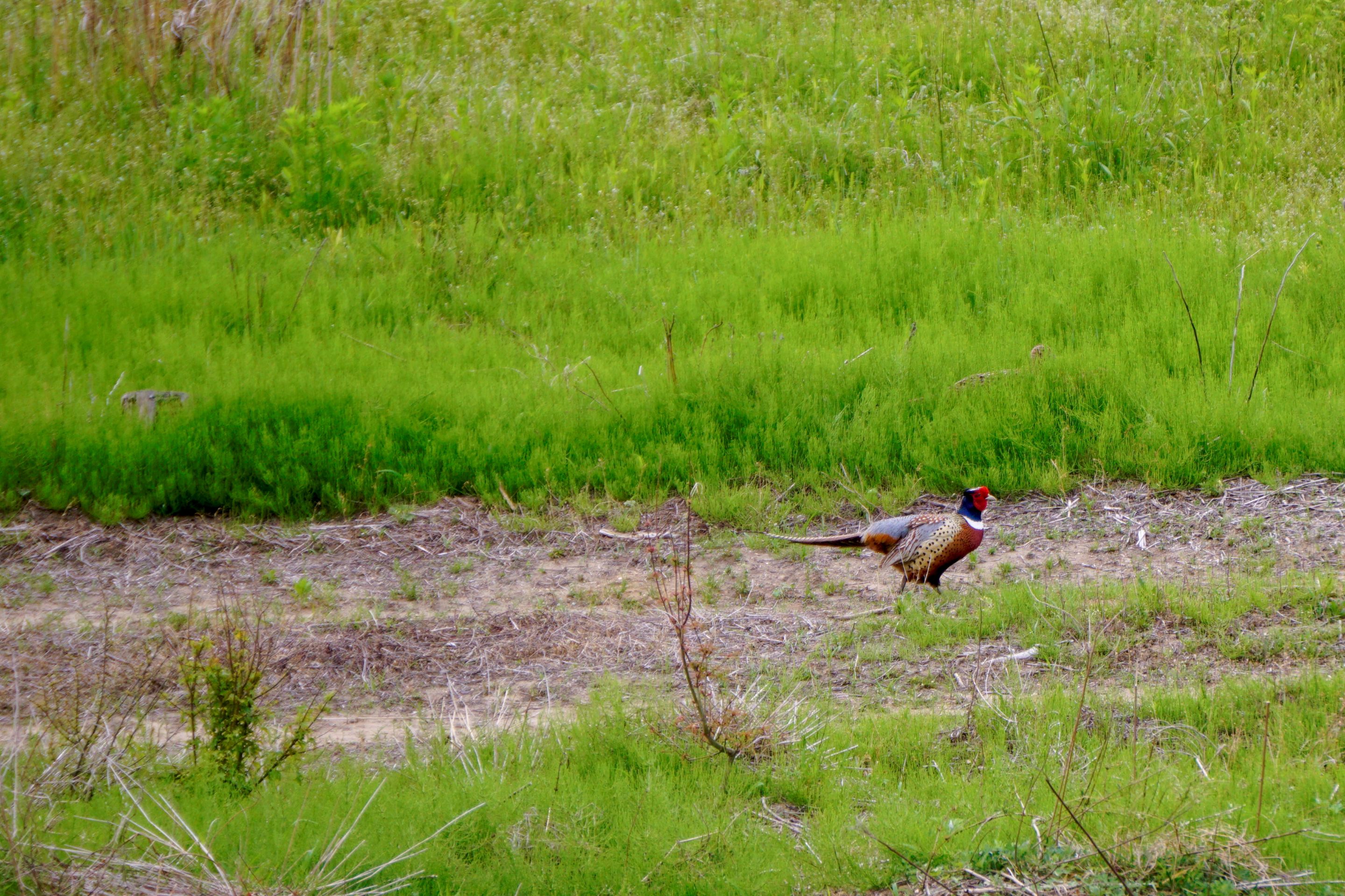 Pheasant (3).JPG