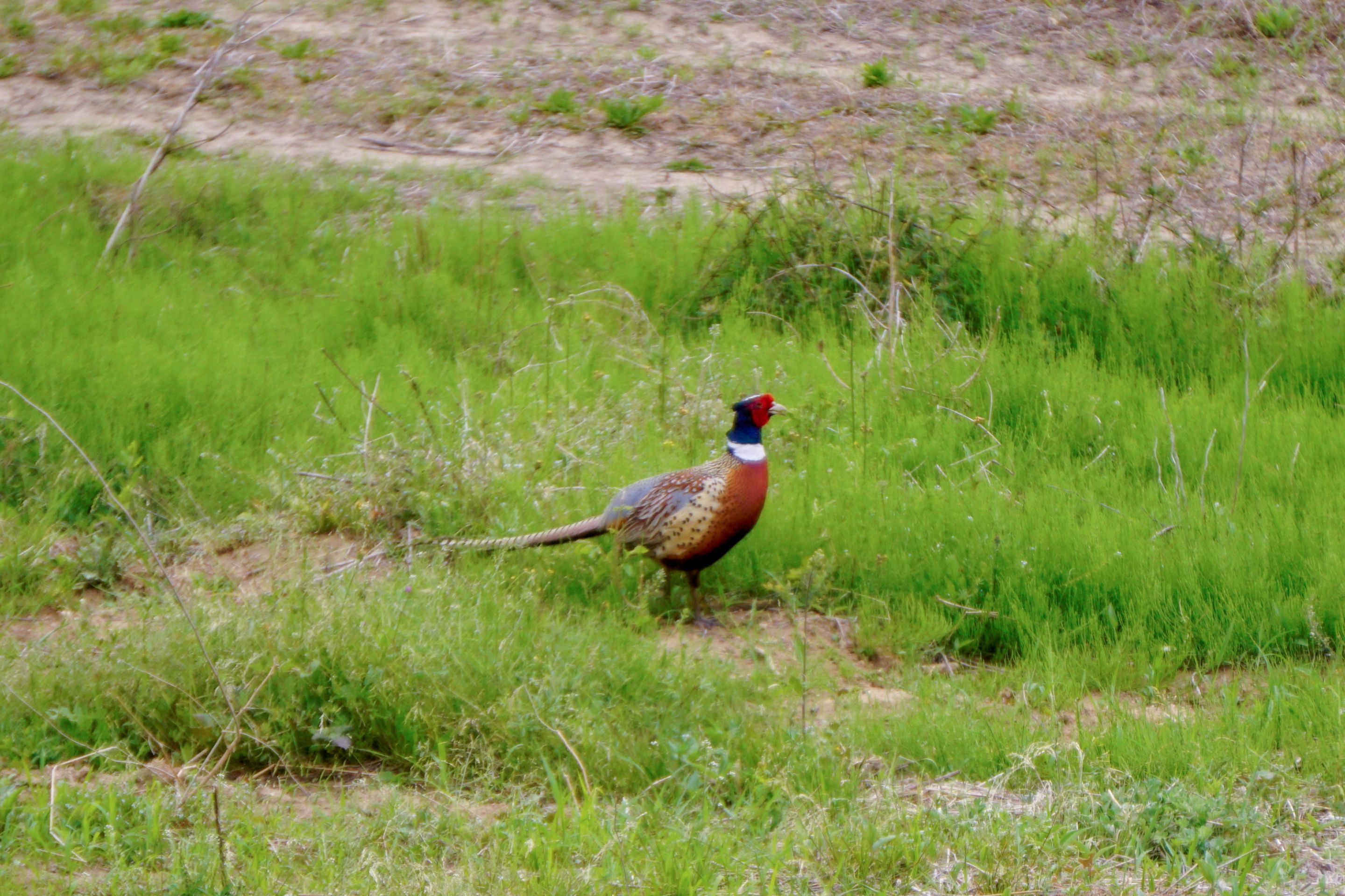 Pheasant (1).JPG