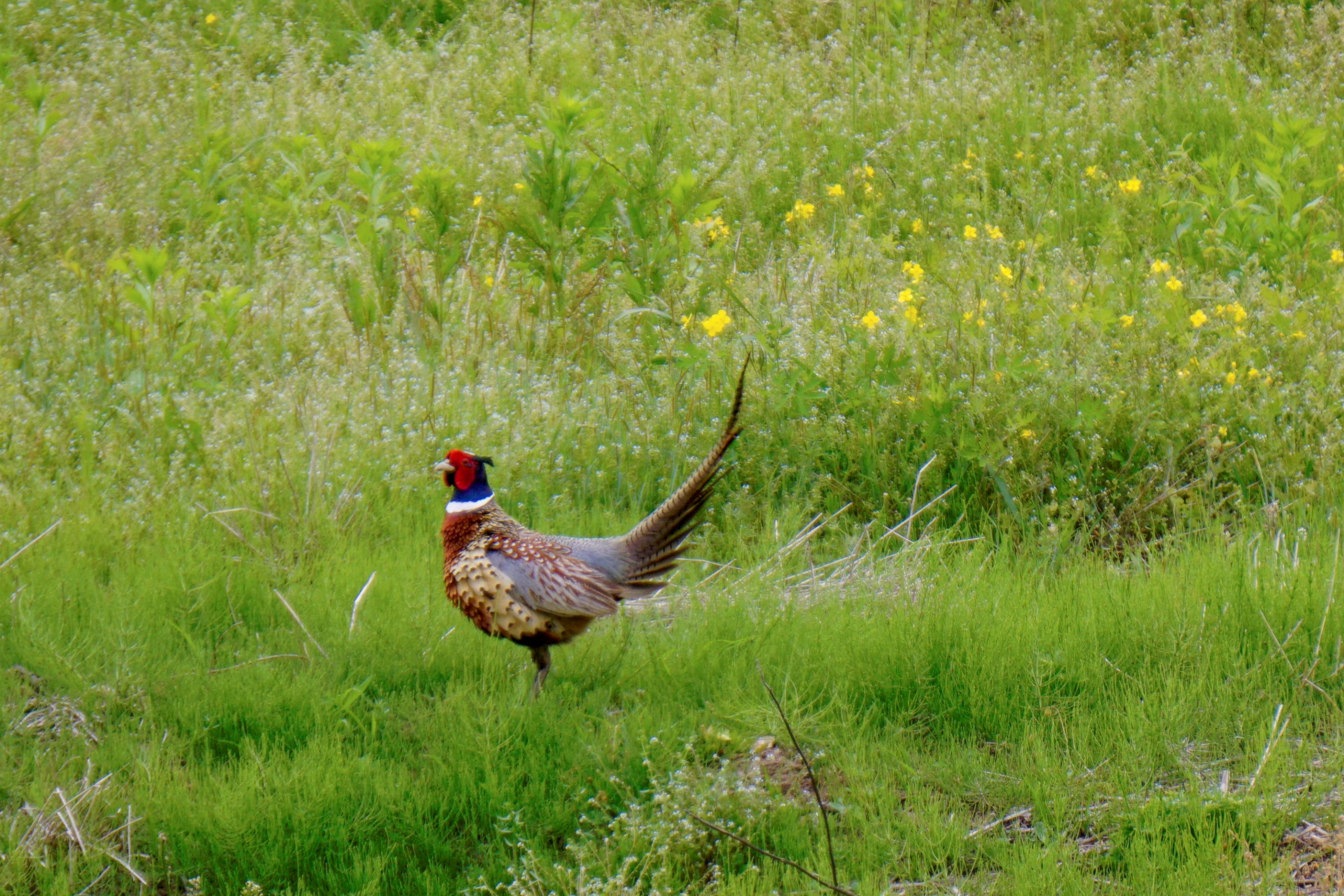 Pheasant (6).JPG