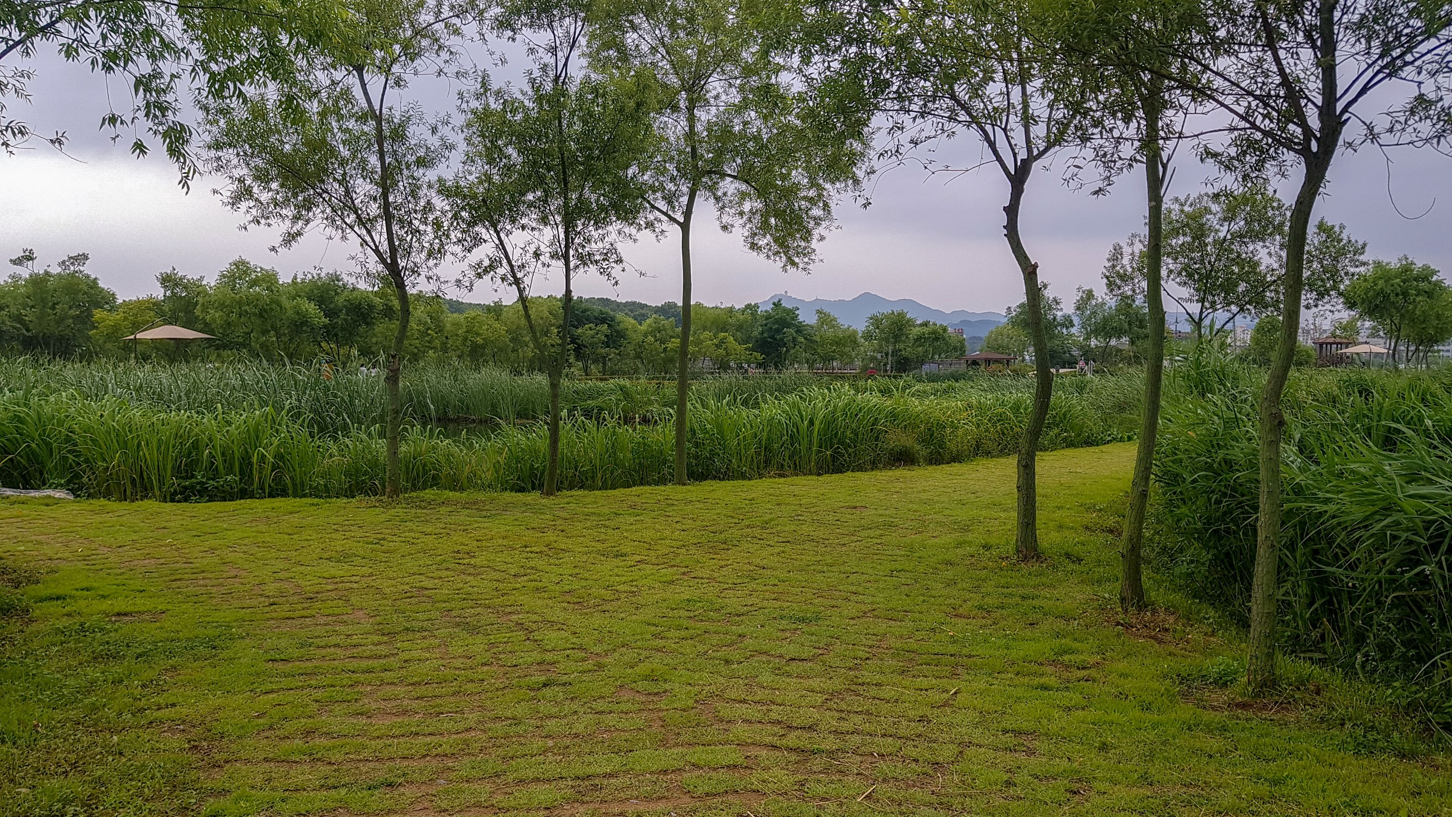 Summer Wetlands (14).jpg