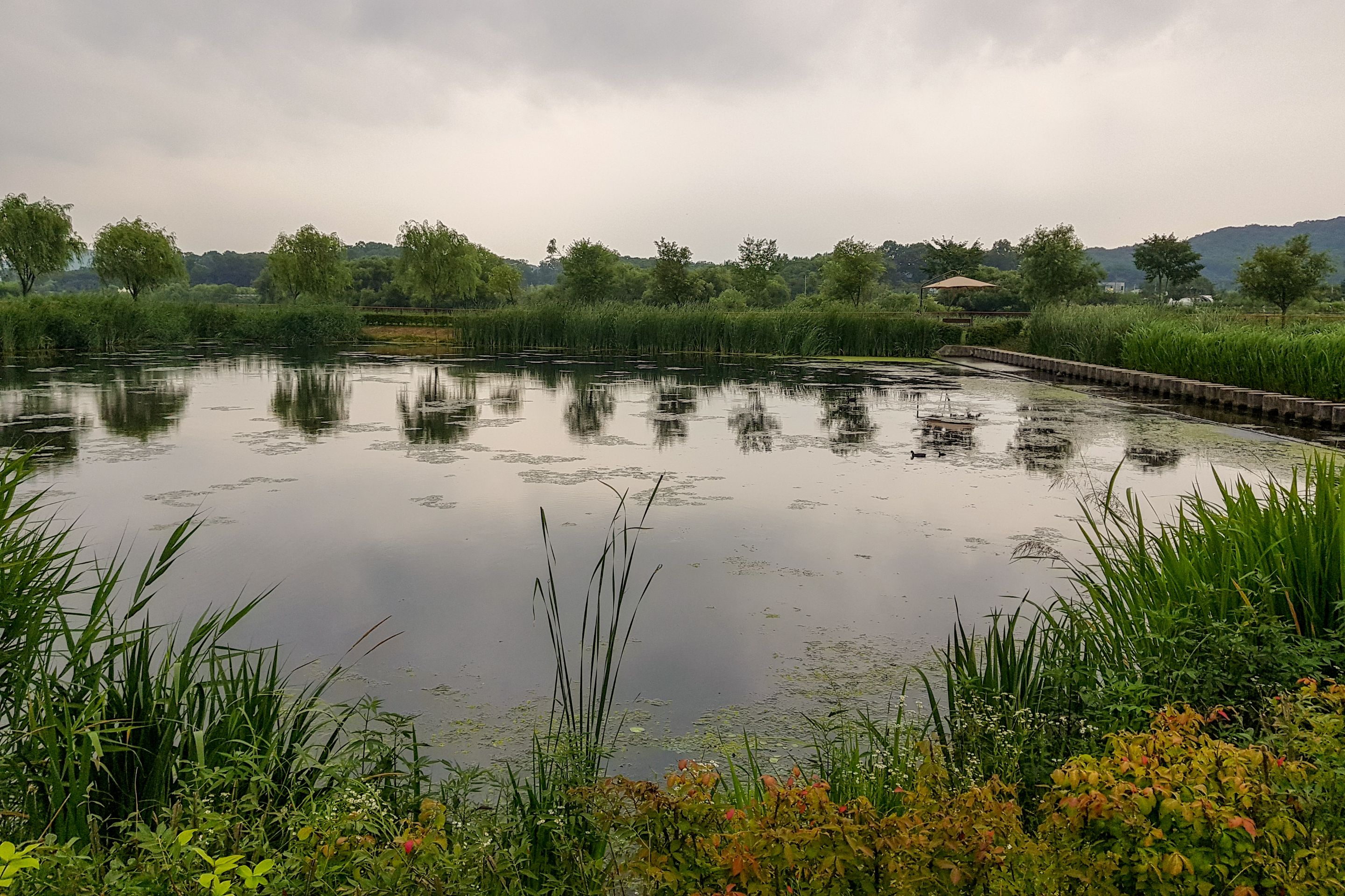 Summer Wetlands (1).jpg