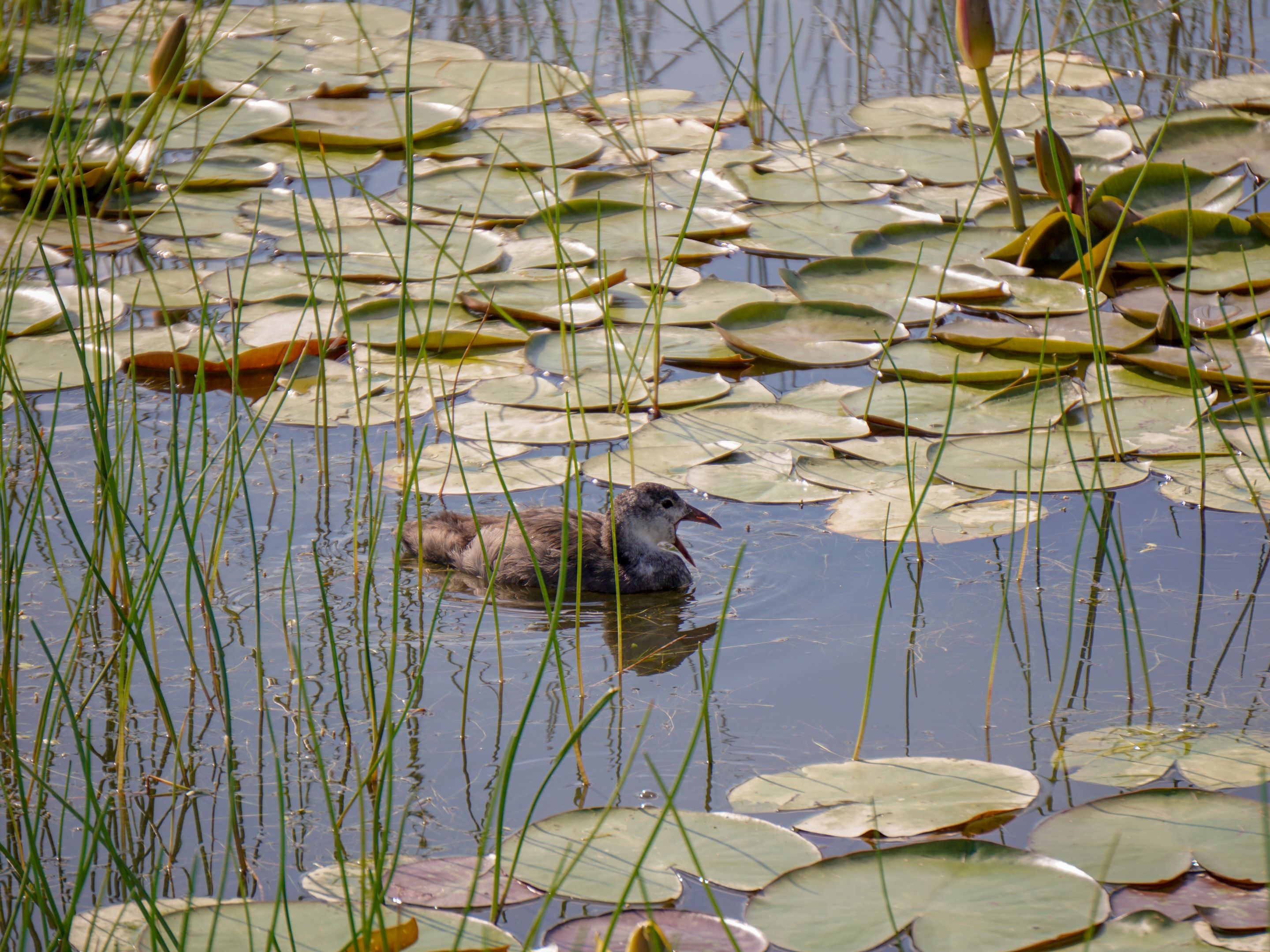 Summer Wetlands (6).JPG