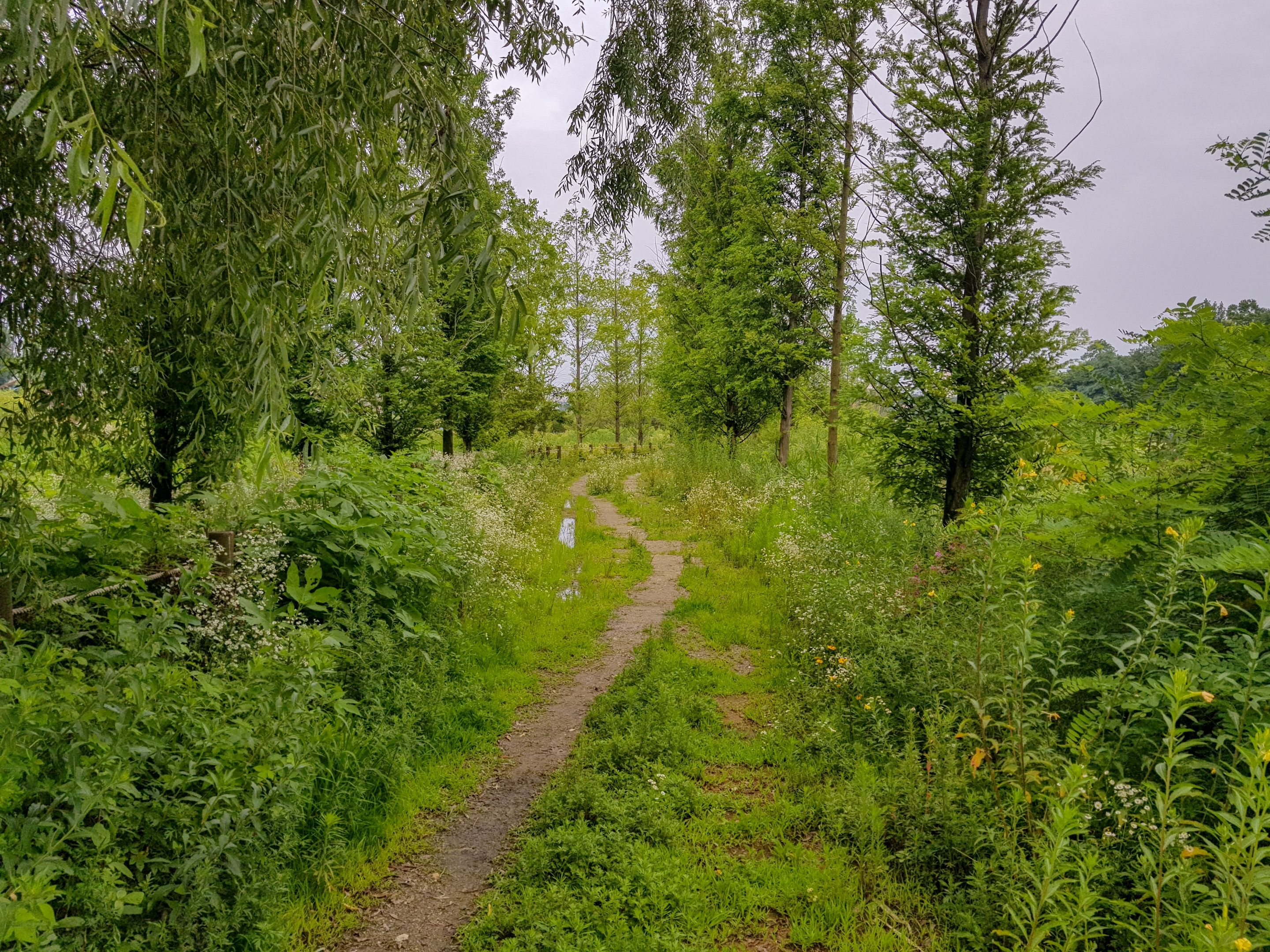 Summer Wetlands (17).jpg