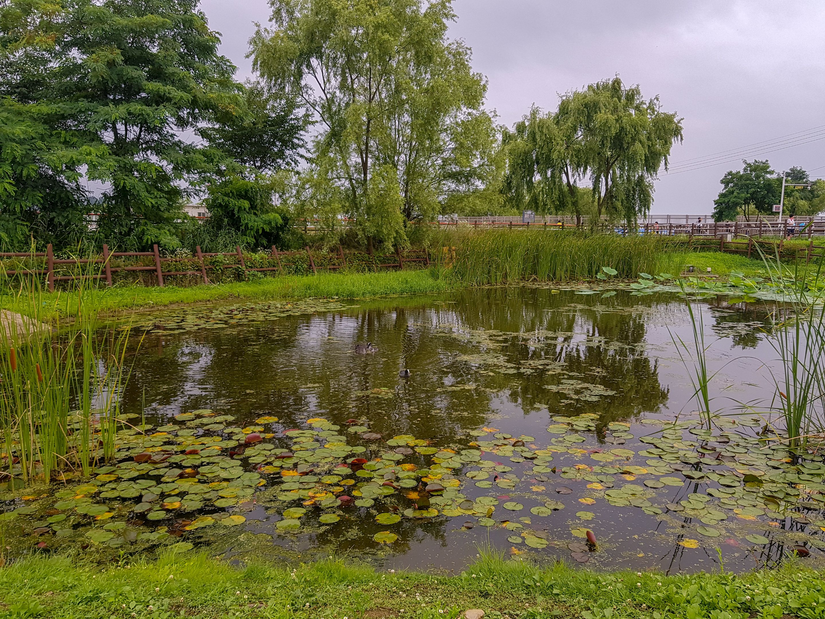 Summer Wetlands (15).jpg