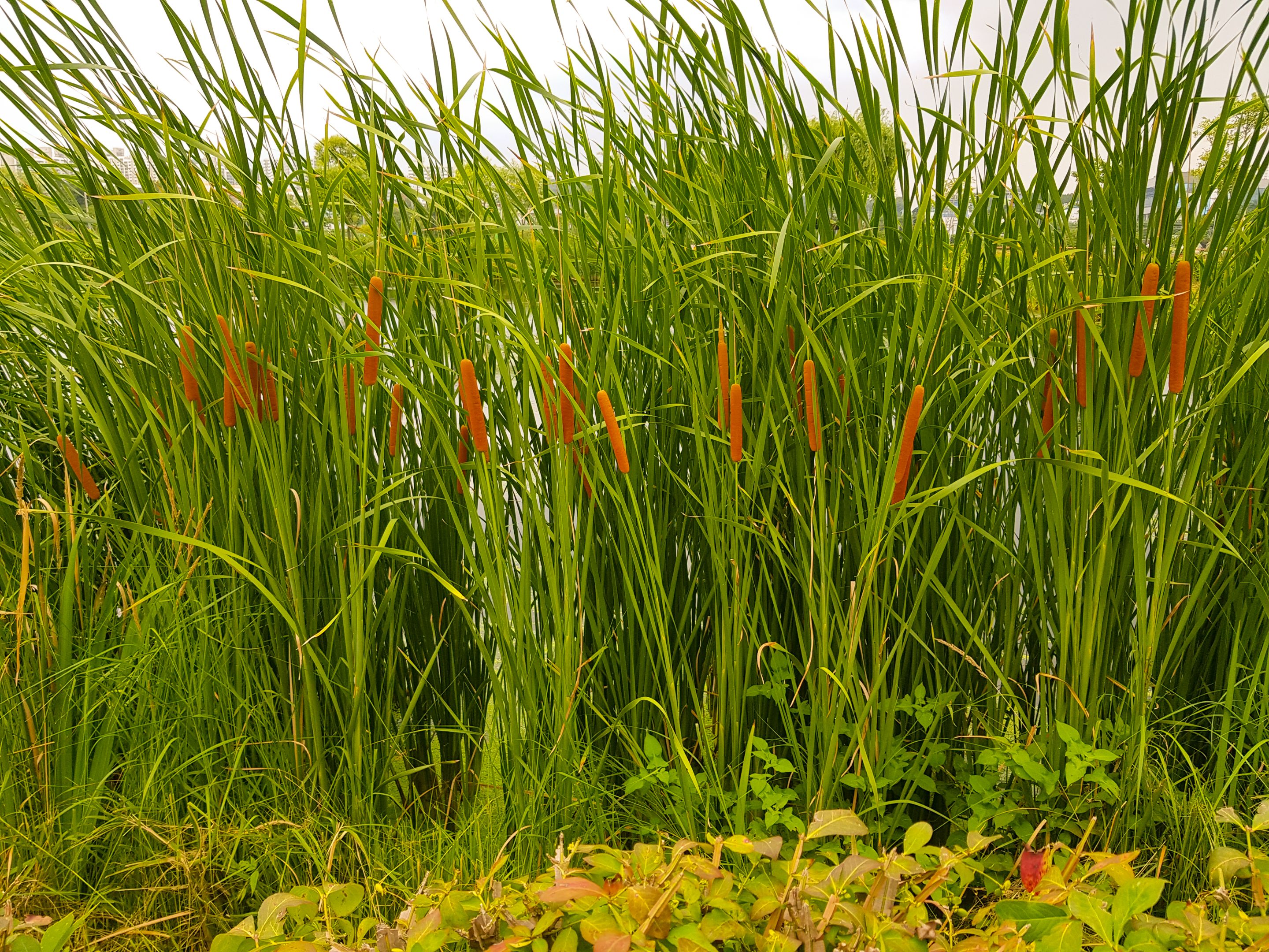 Summer Wetlands (3).jpg