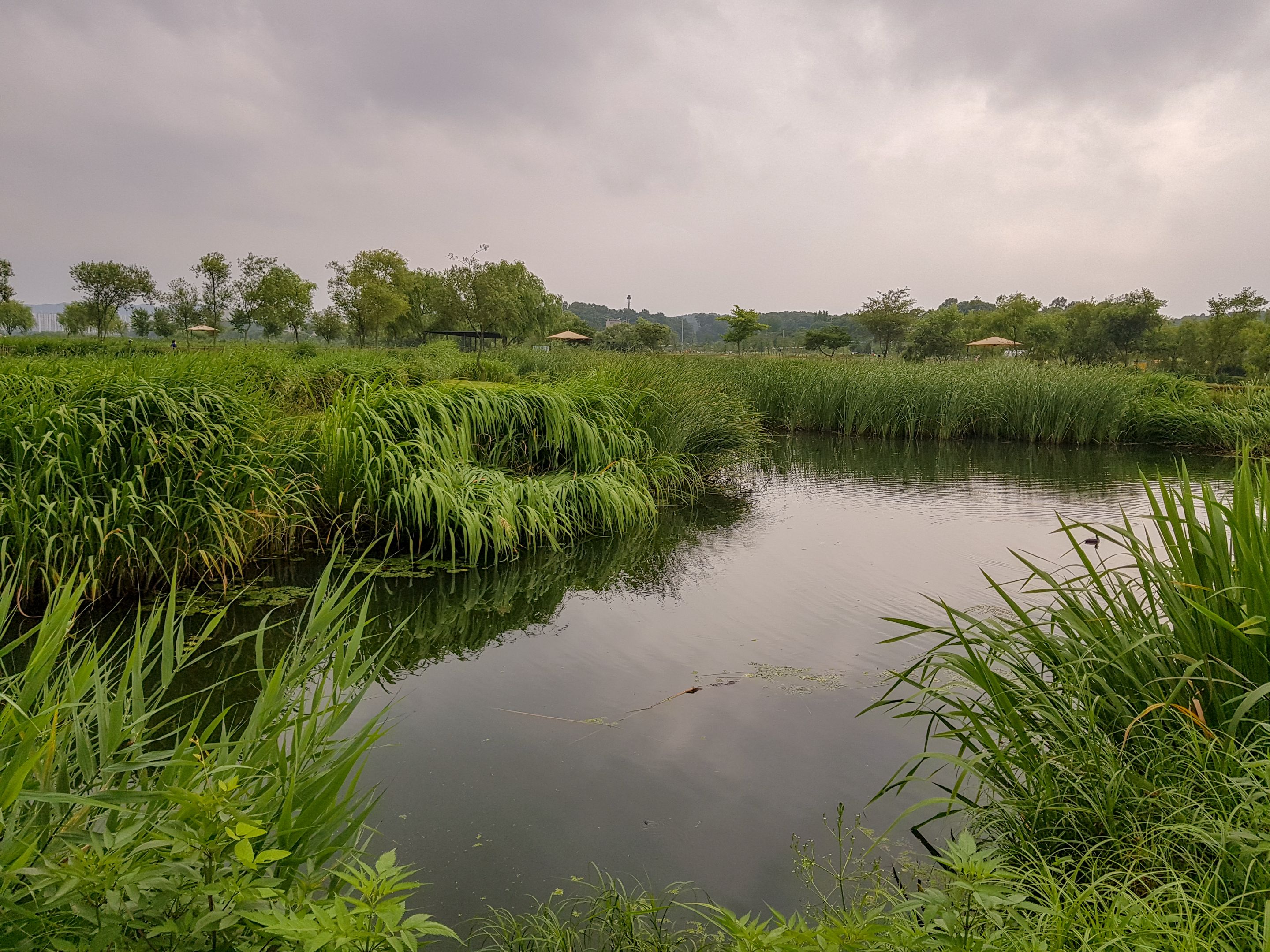 Summer Wetlands (2).jpg