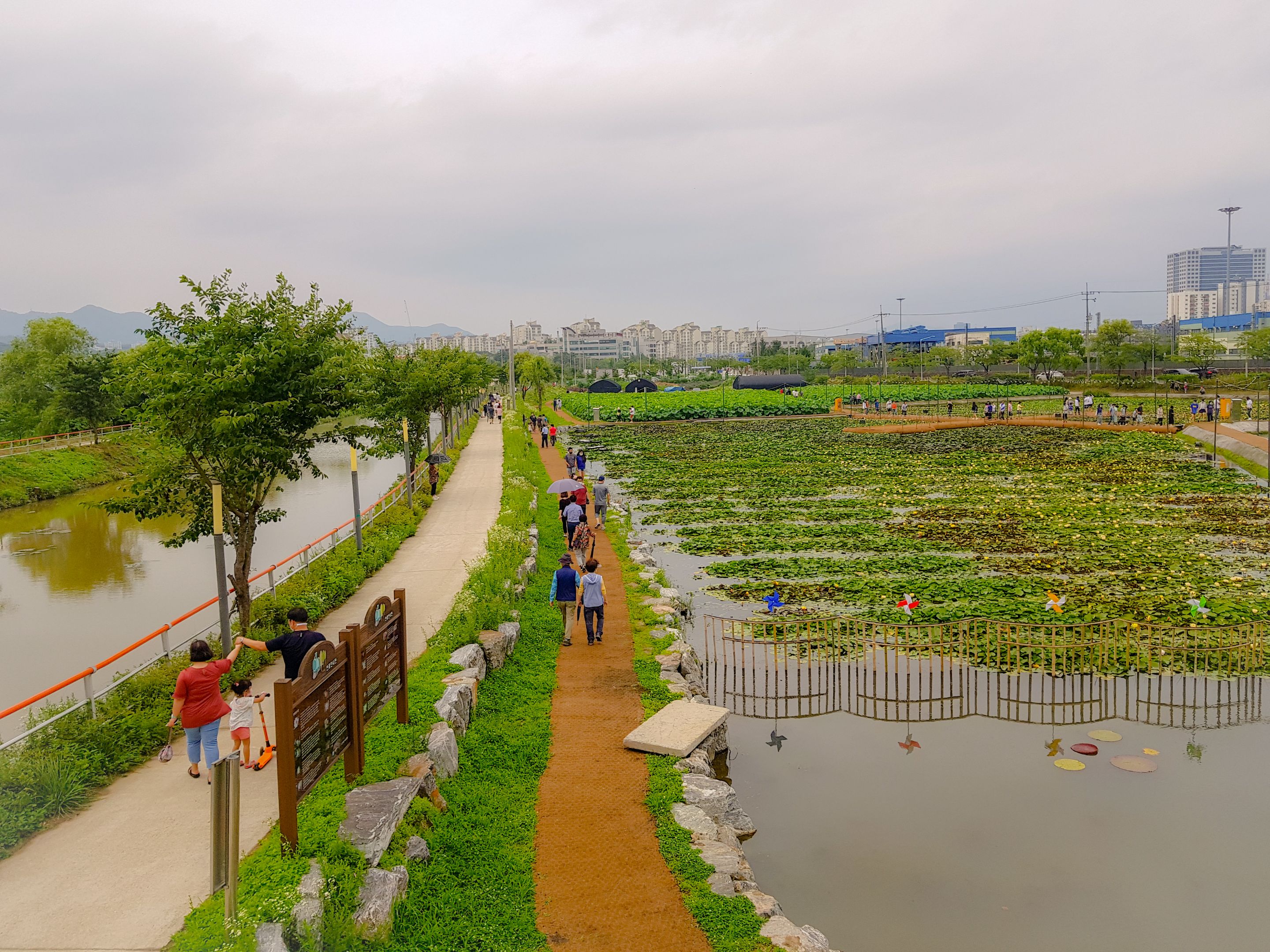 Summer Wetlands (18).jpg