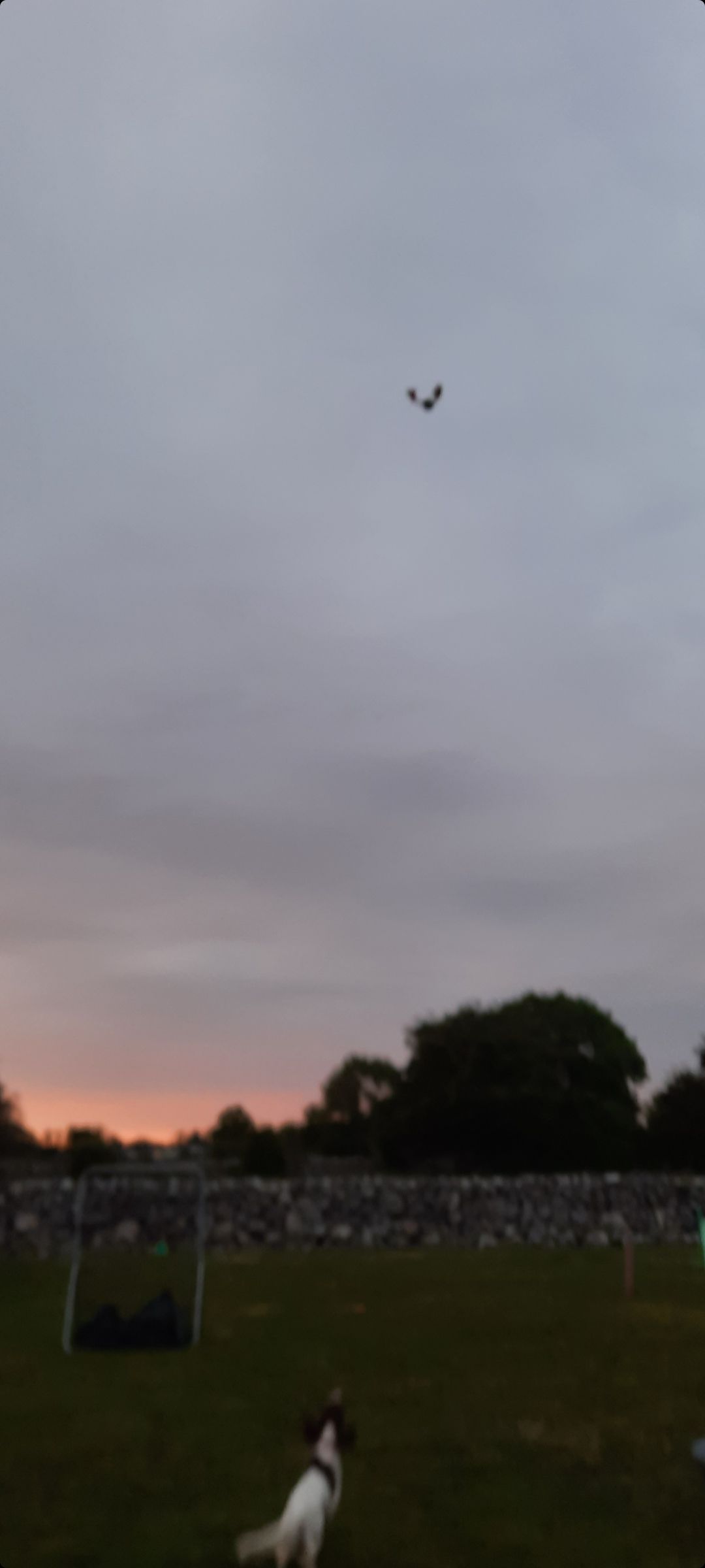 Screenshot_20220604-215450_Gallery.jpg