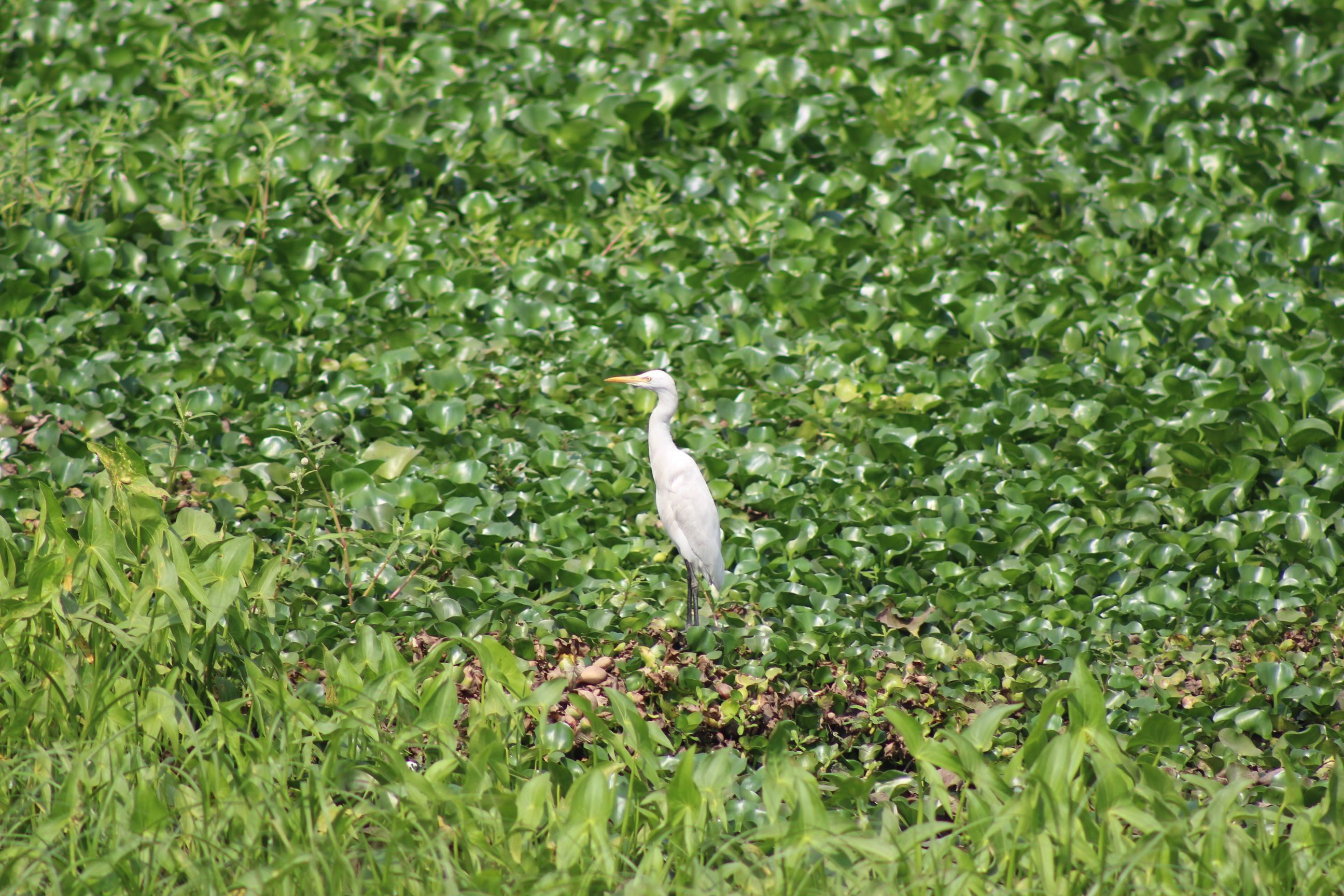 waiting for prey,