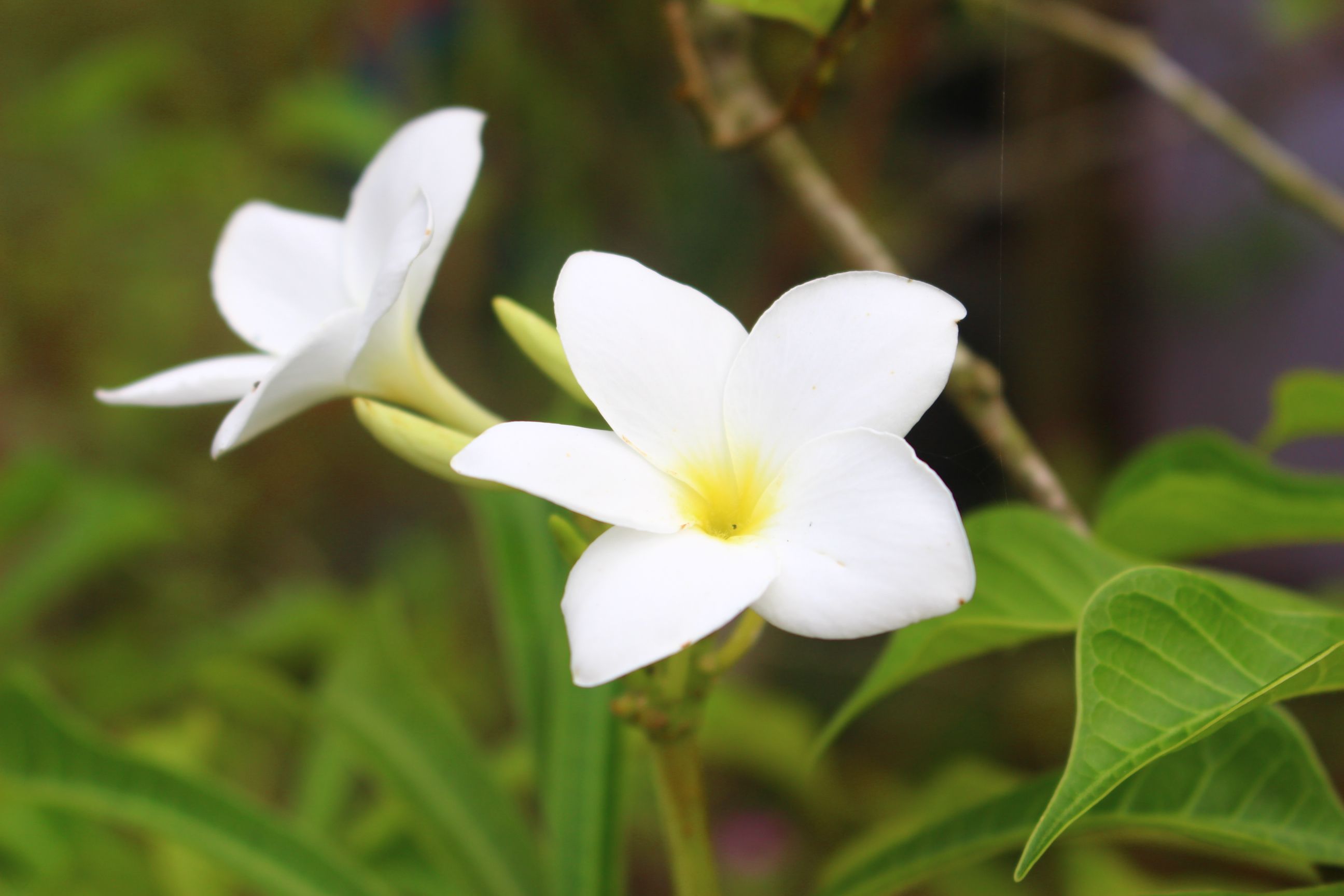 A different beauty of Champa flowers.