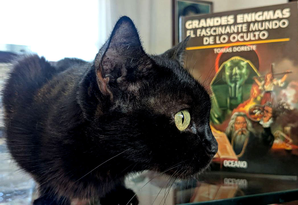 Gato-negro.jpg