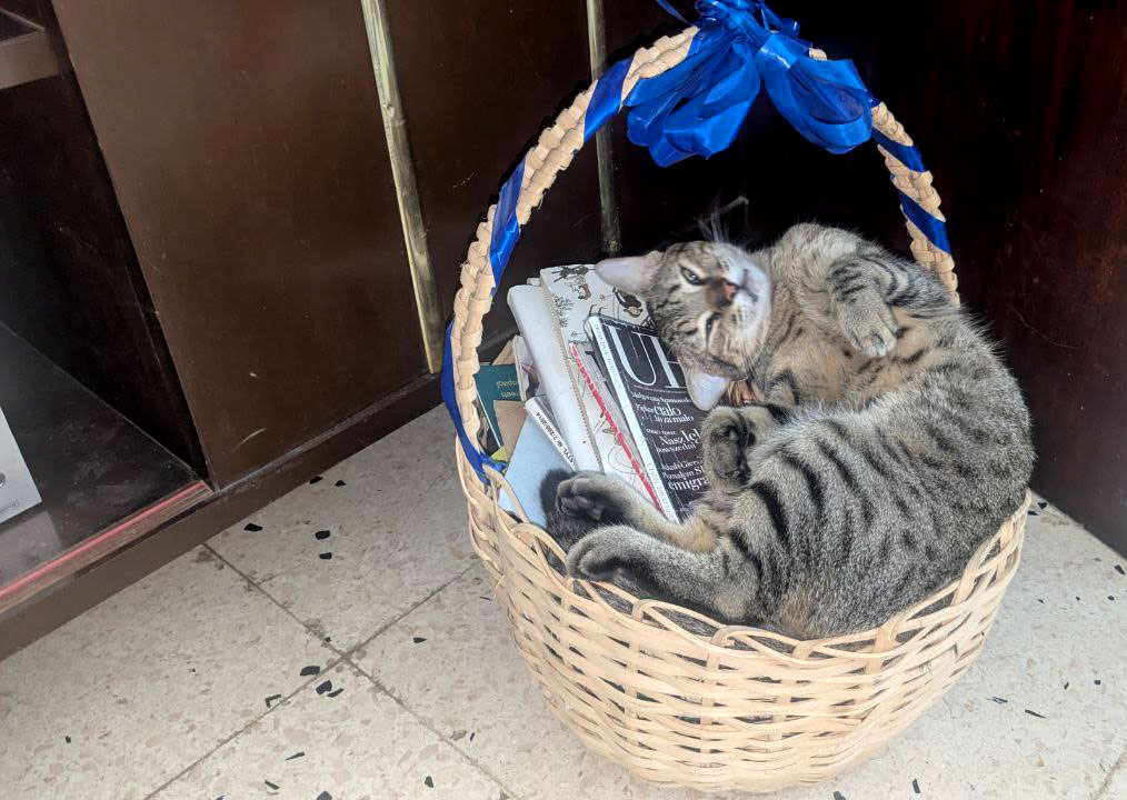 Cat-cover.jpg