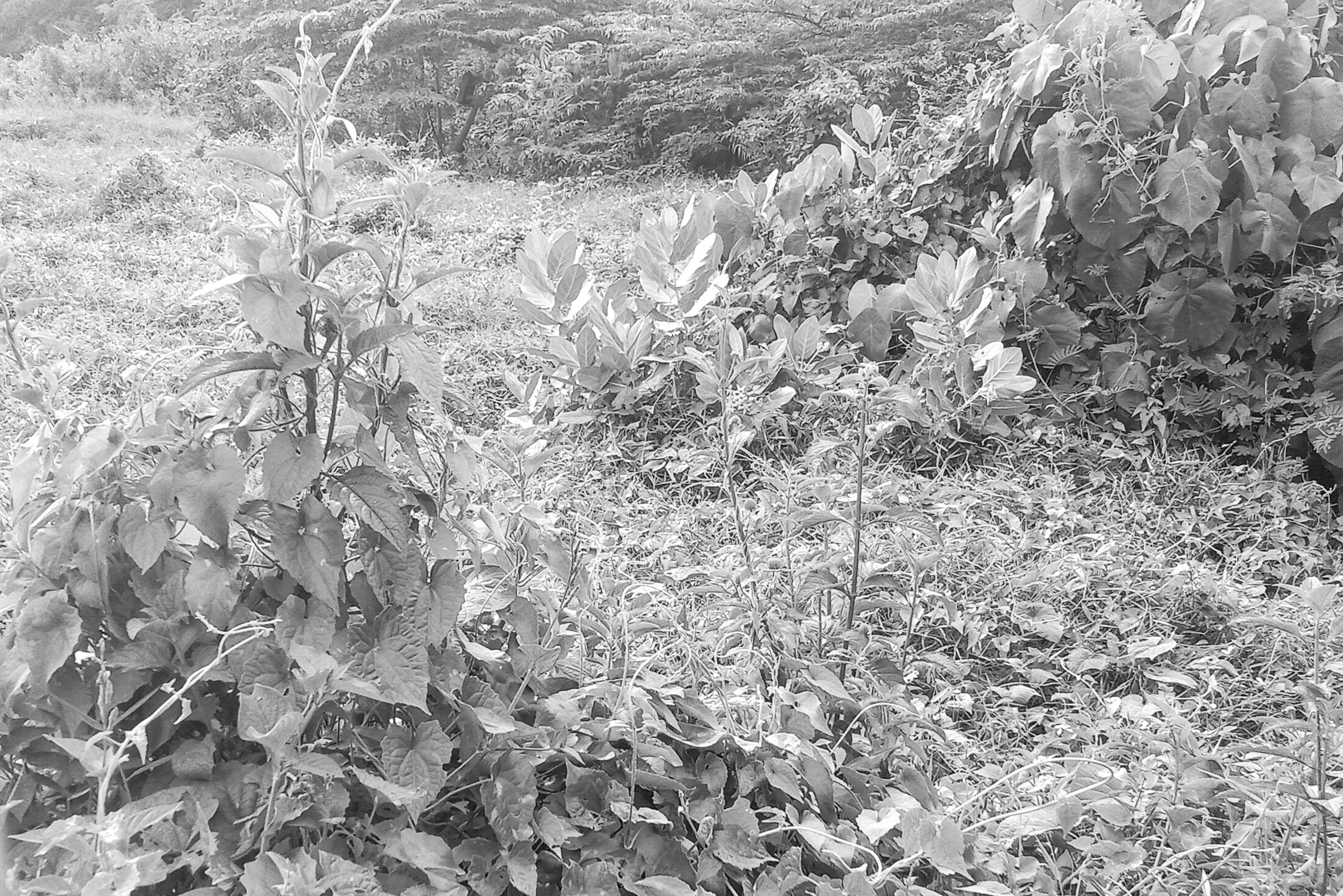 IMG_20210522_162237-01.jpeg