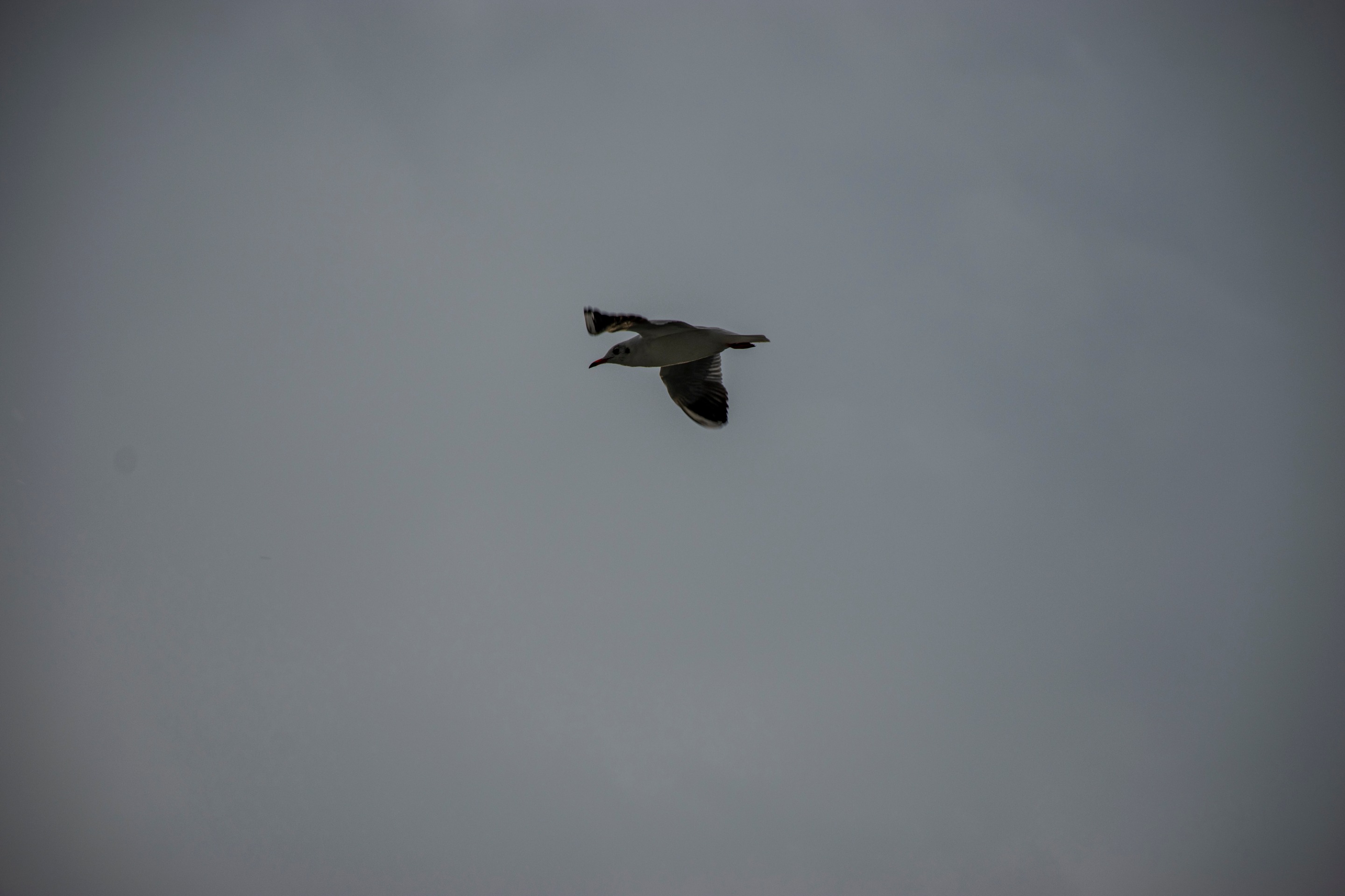 DSC_0034.jpg