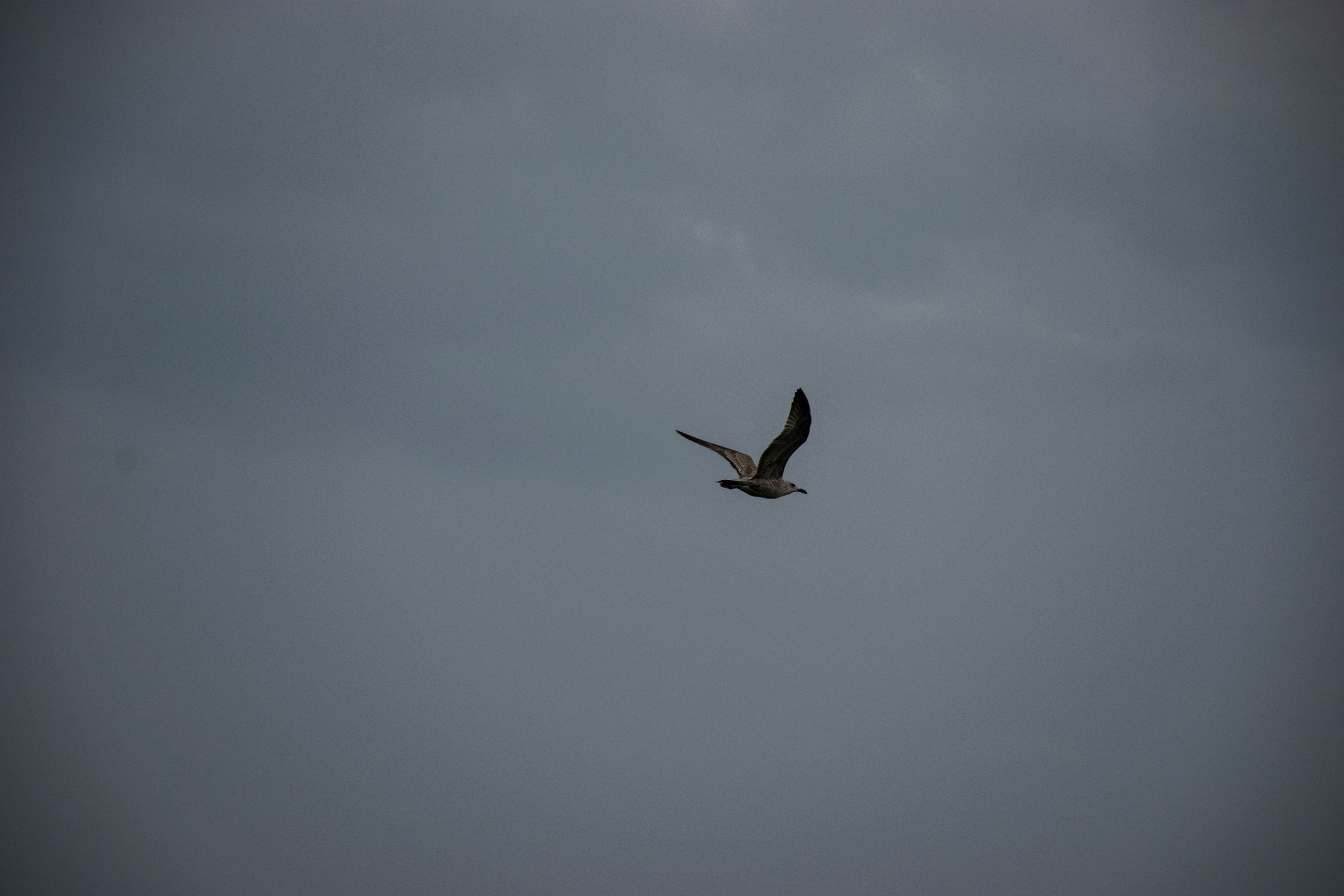 DSC_0059.jpg