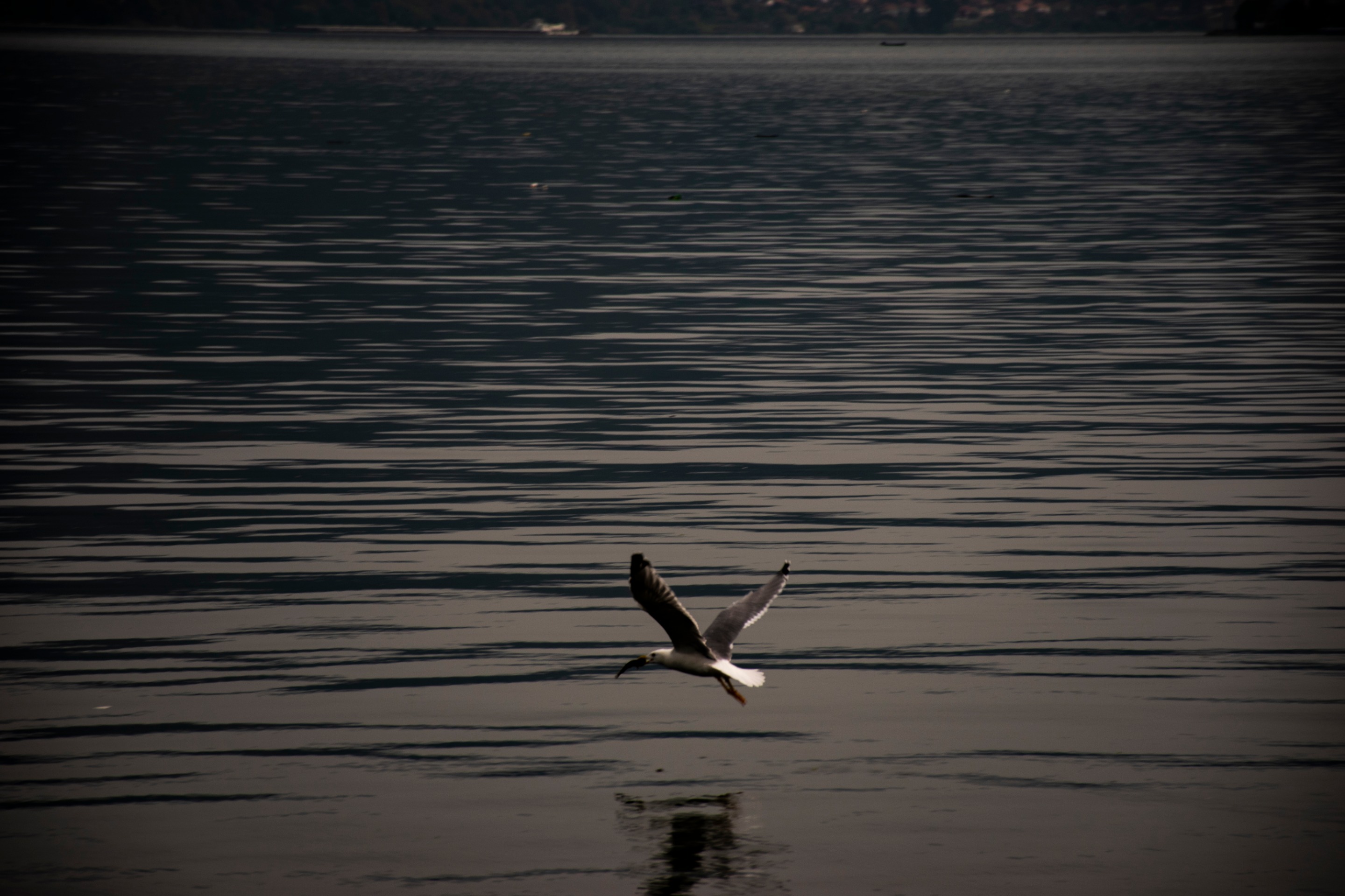 DSC_0049.jpg