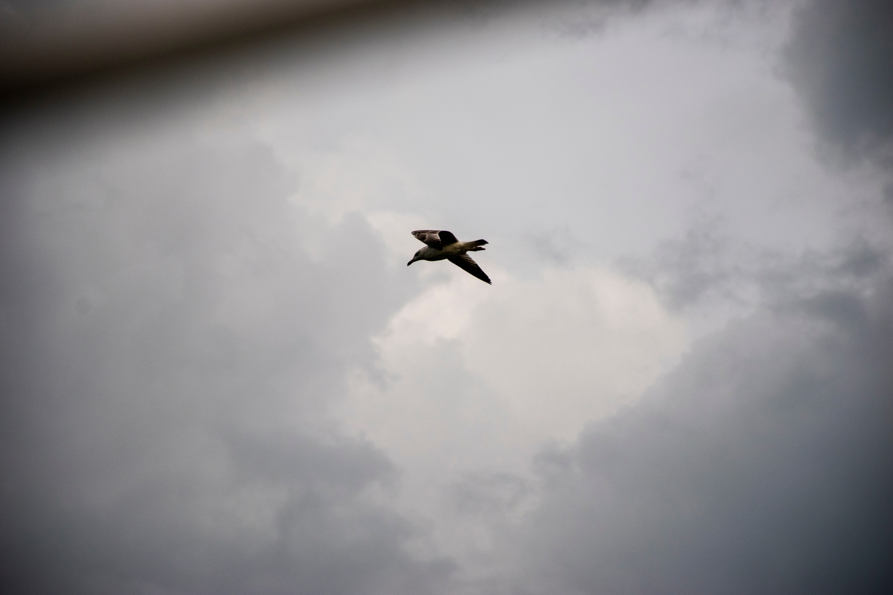 DSC_0037.jpg
