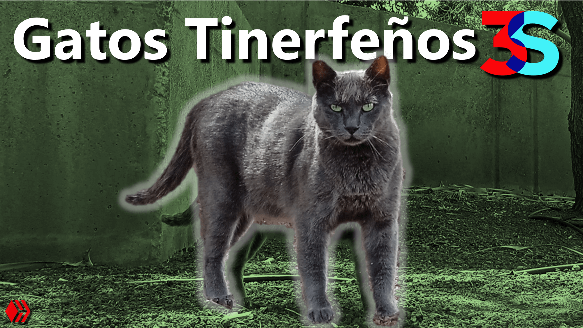 Recopilación de Gatos de Tenerife Tinerfeños Cats Hive 3Speak EspaVlog acont.png