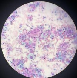 stem5.jpg