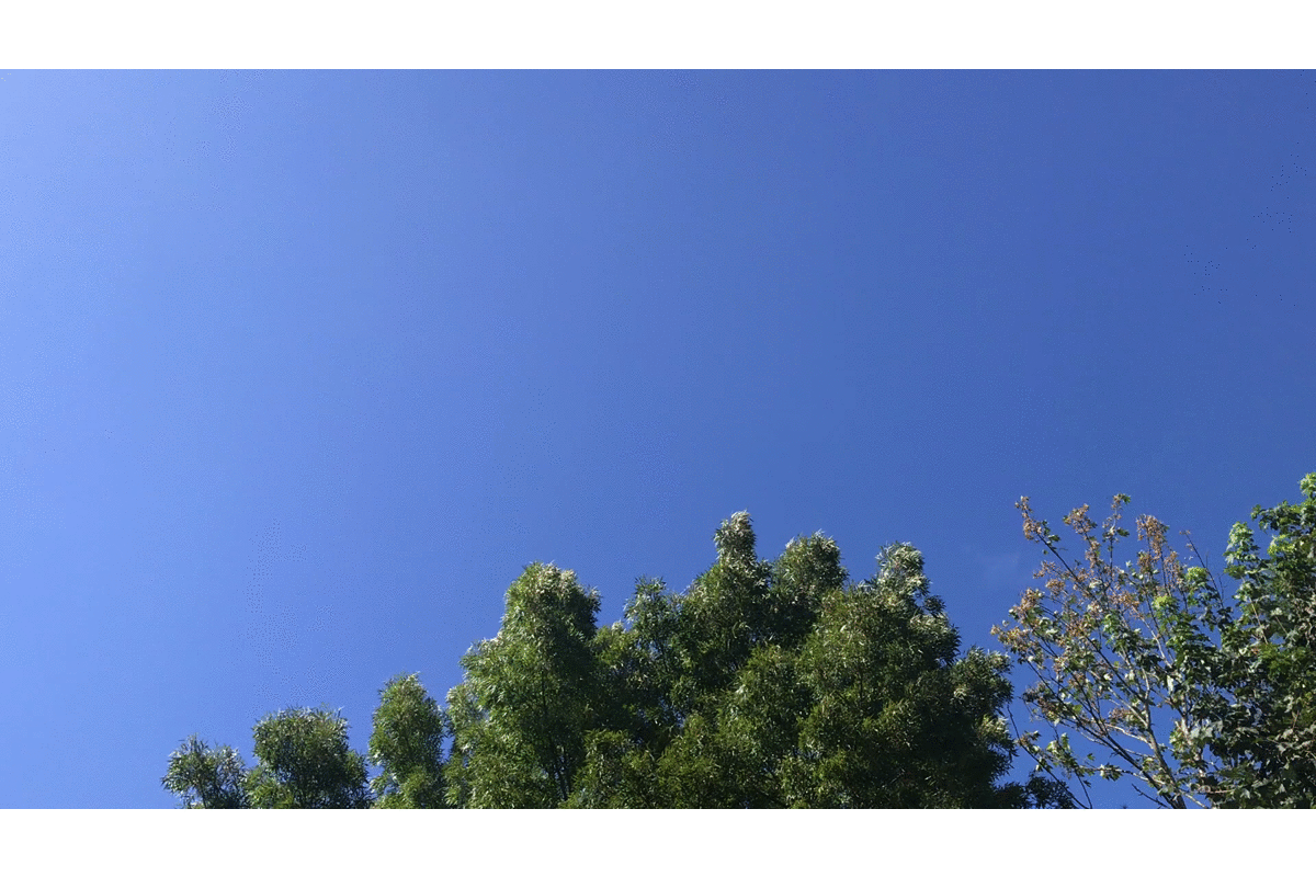 summer.gif