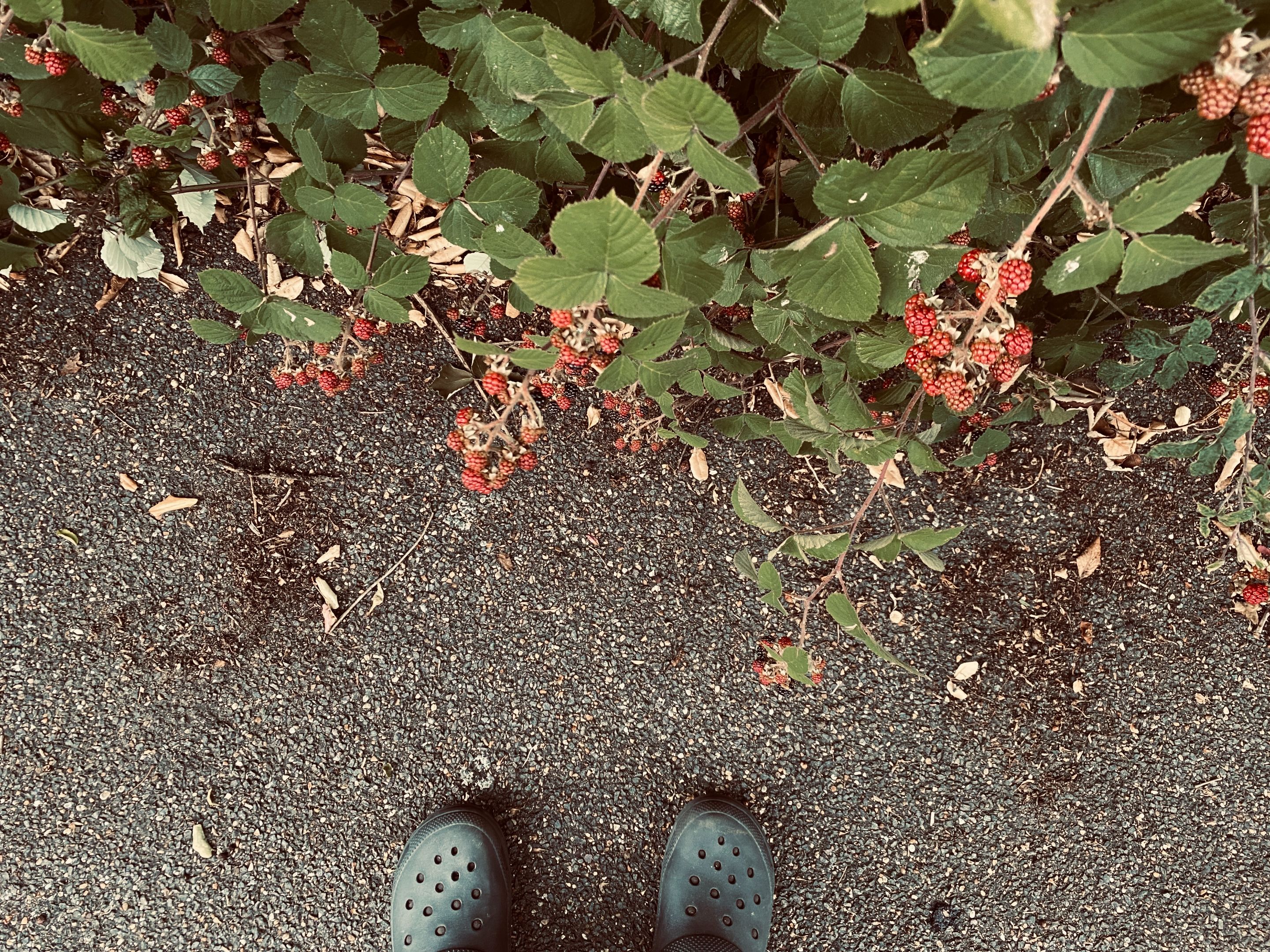 IMG_8789.jpeg