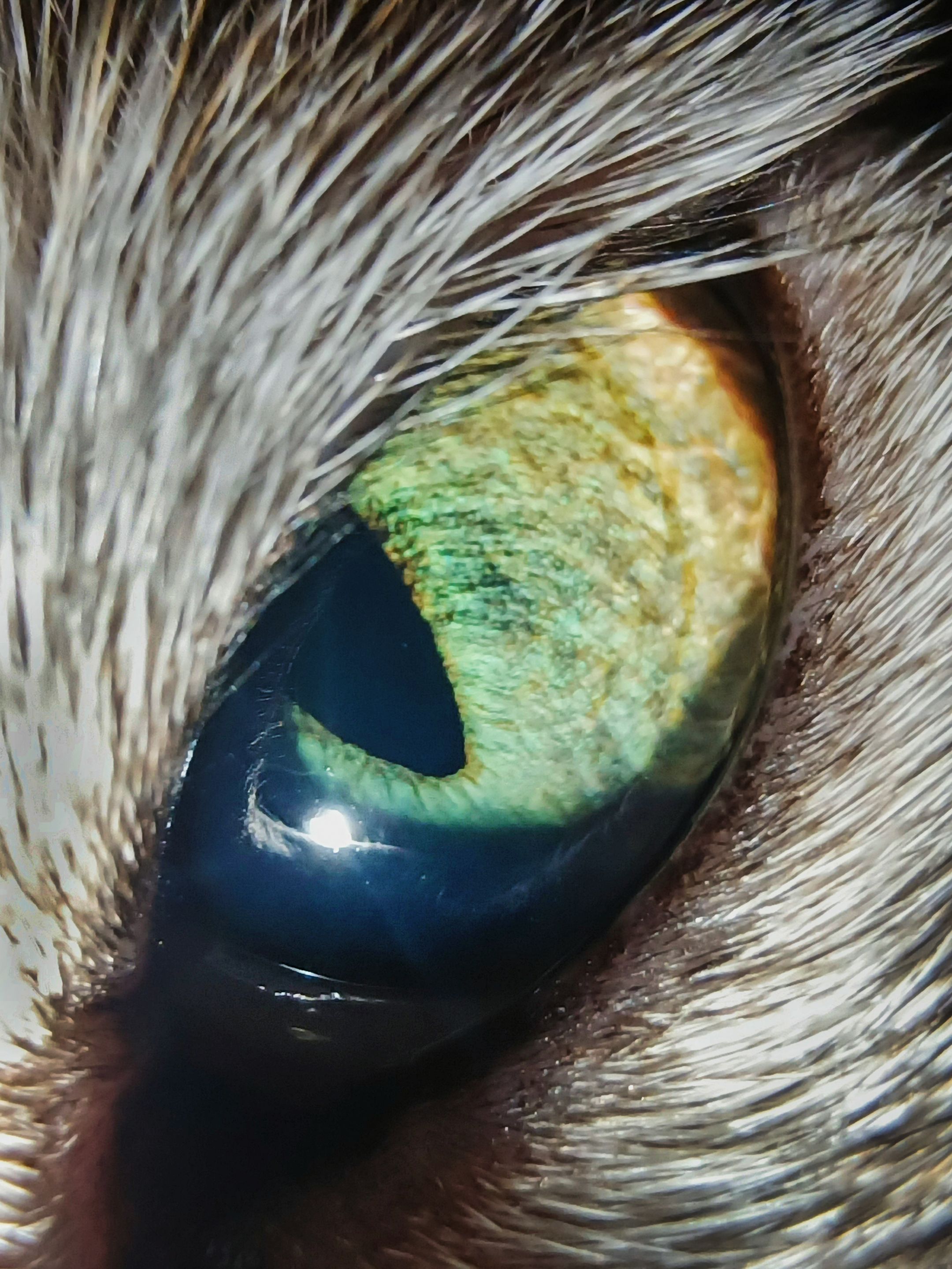Macro