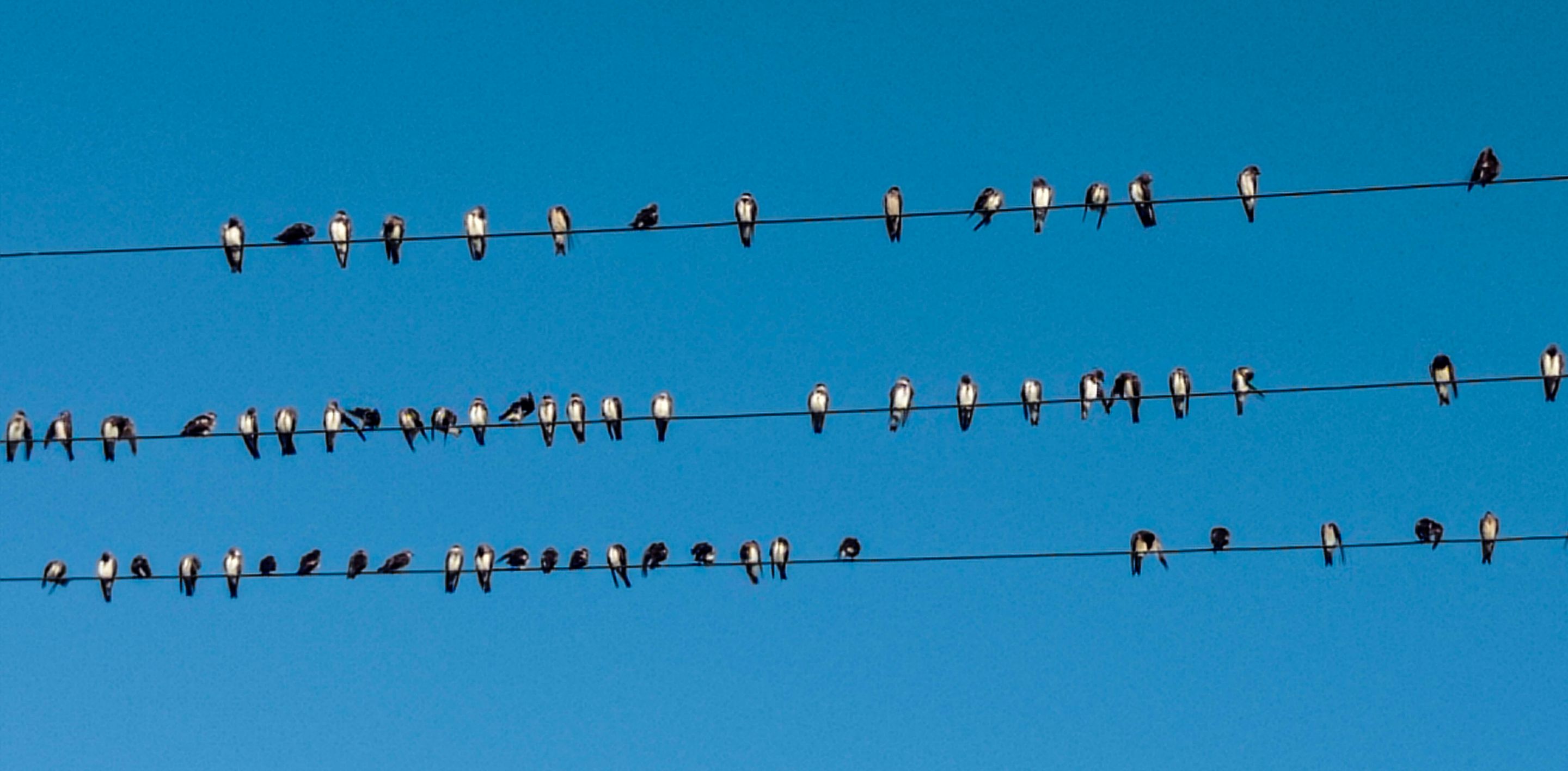 pajarito en cable.png