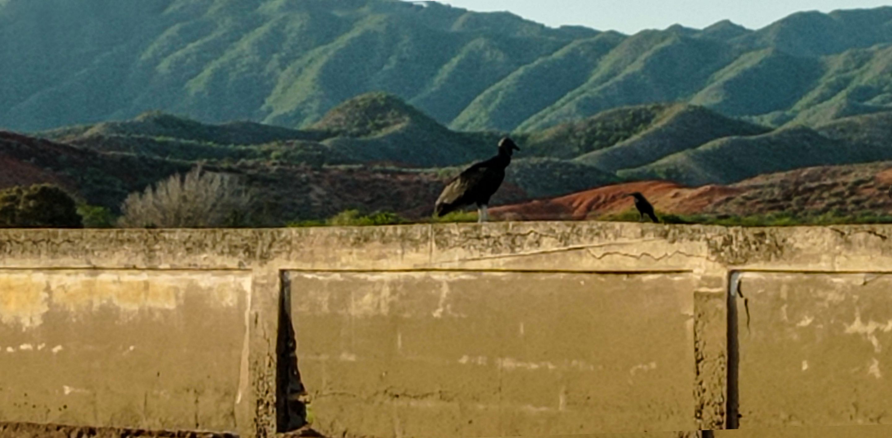 Zamuro de Guayacán.png