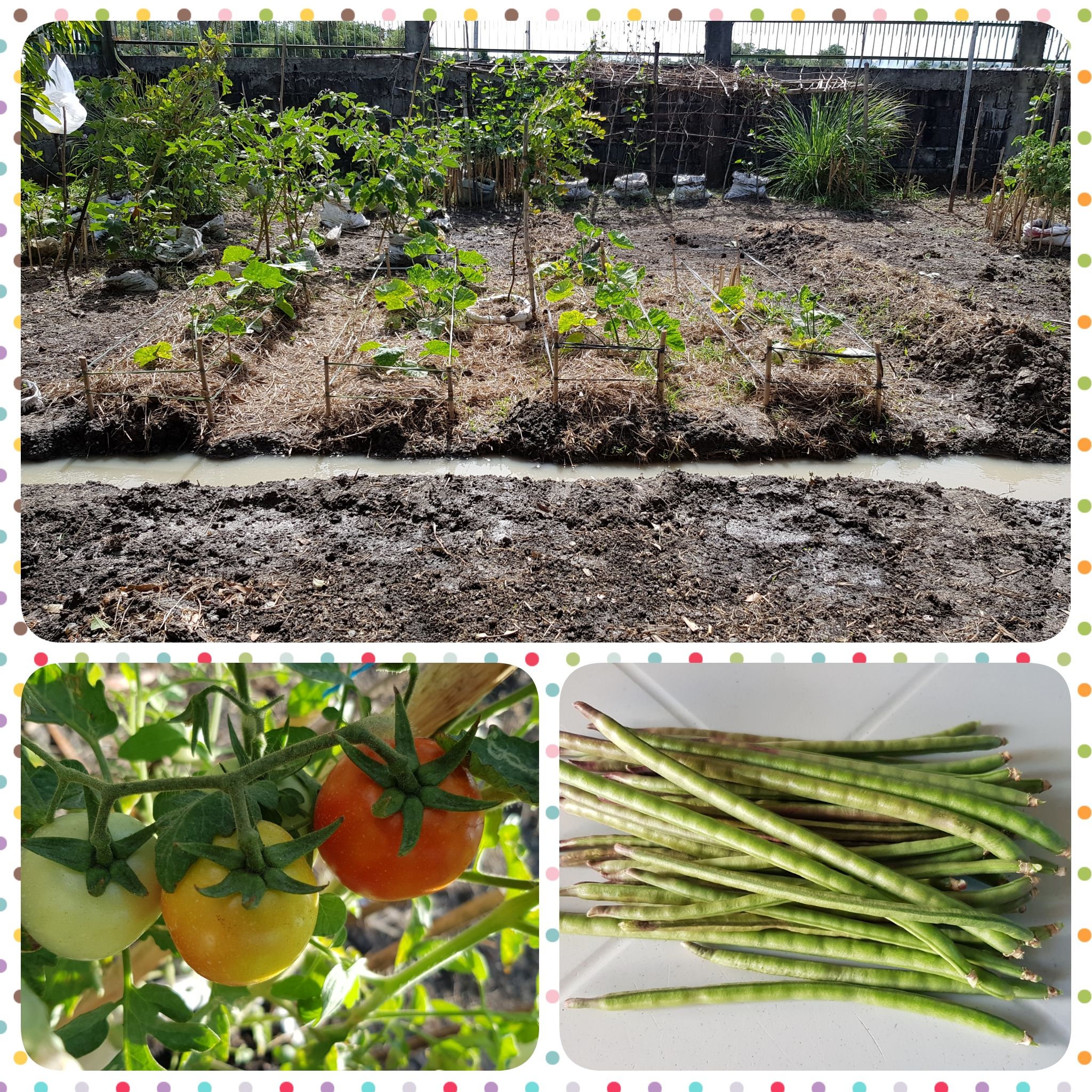 PhotoCollage_1639612450092.jpg