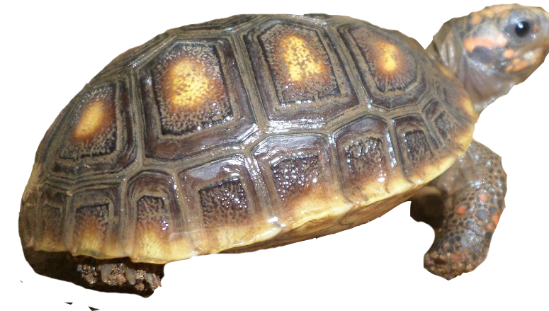 sin_t_tulo_1.png