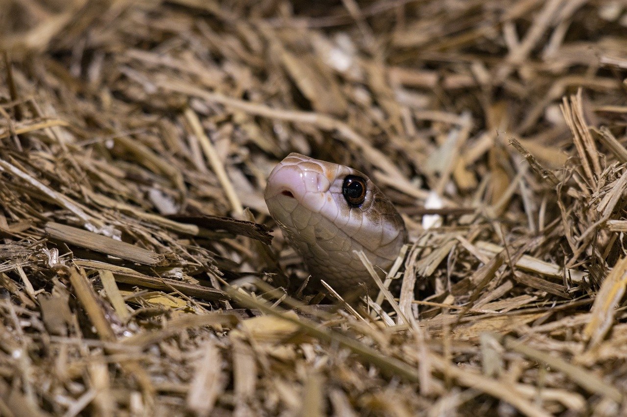 snake-7786192_1280.jpg