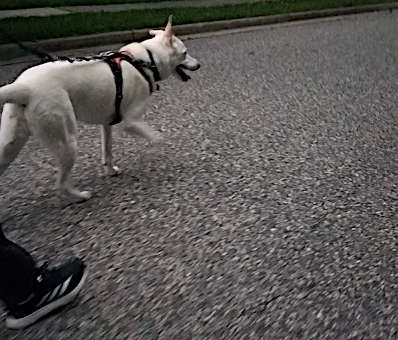 colleen alpy walking.png