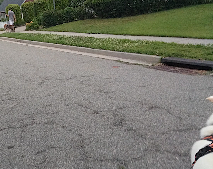 three dogs in a pack.png