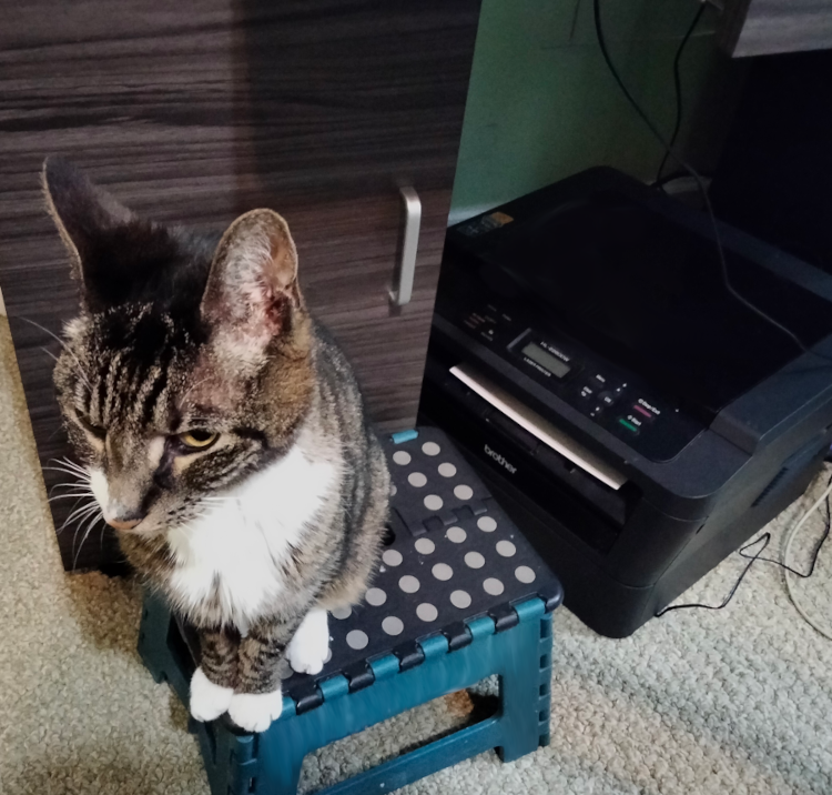 angry cat.png