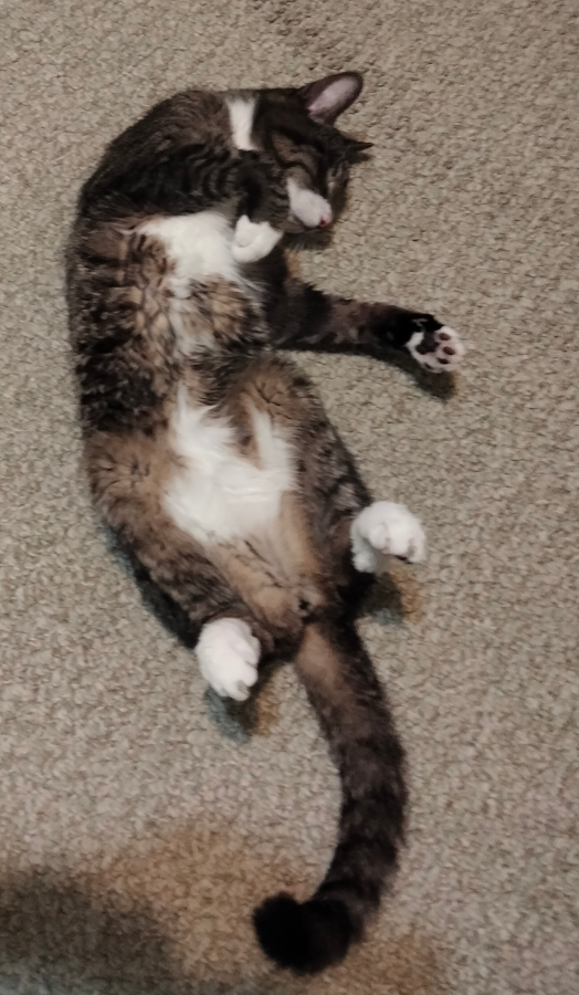 cat upside down.png