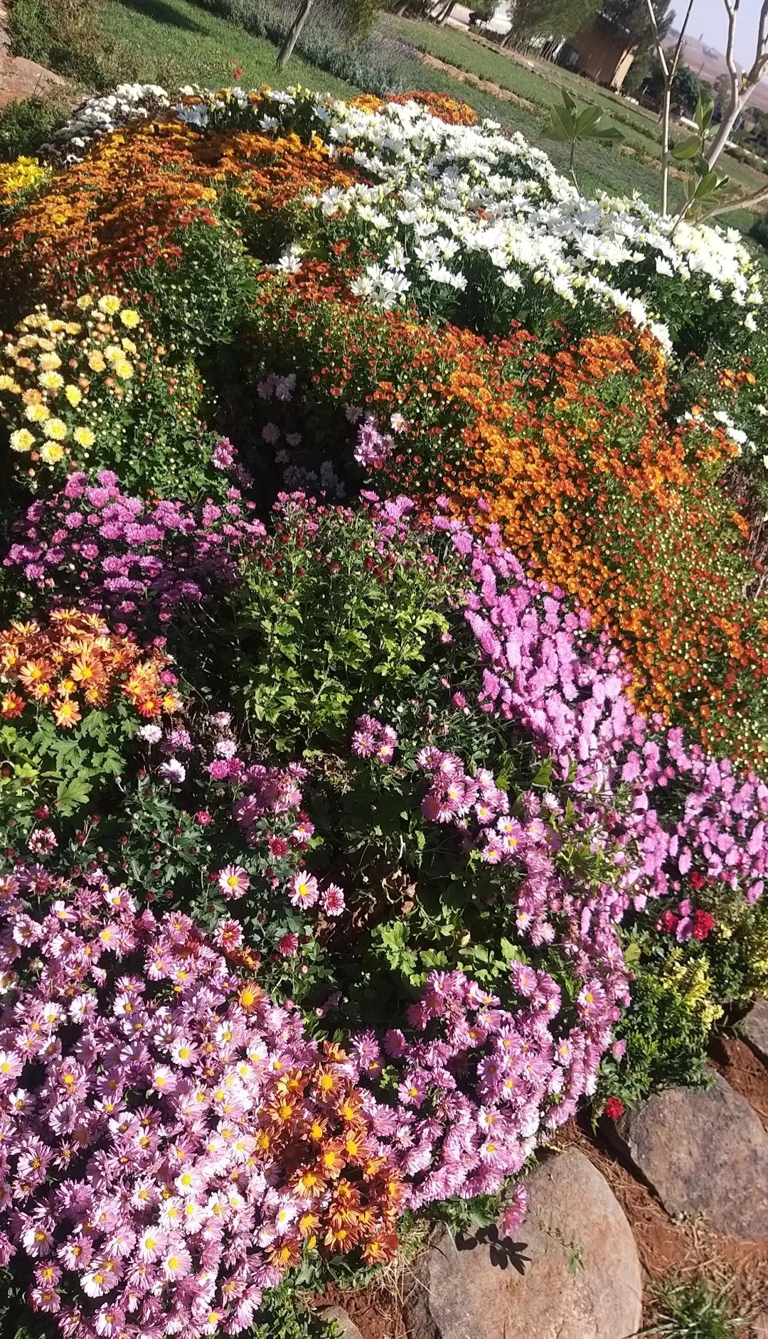yaziris flowers many.jpg