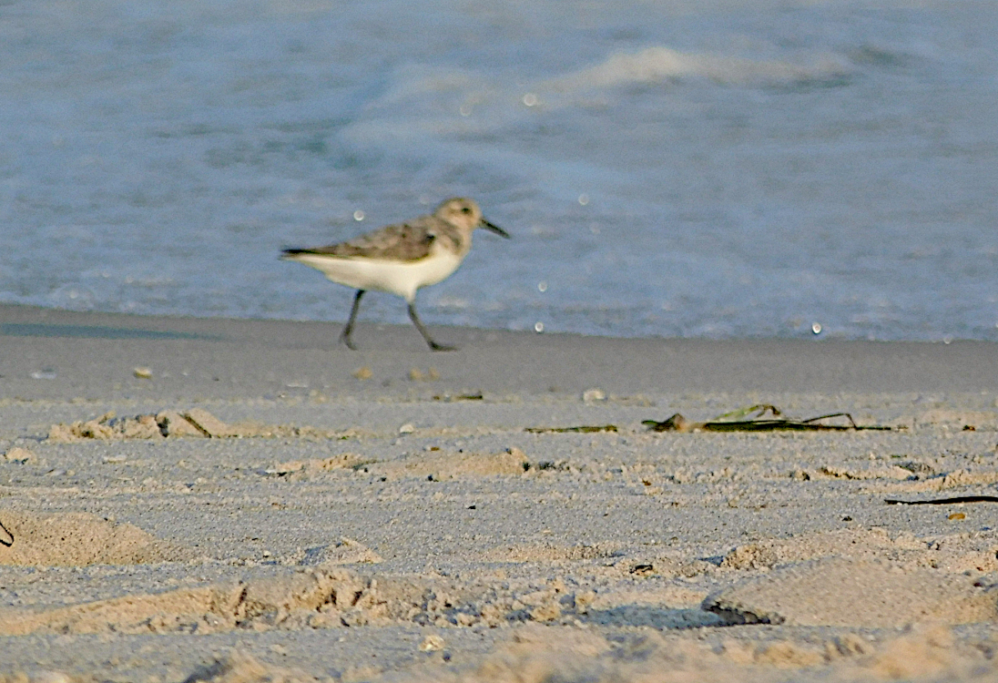 solitary sanderling.png