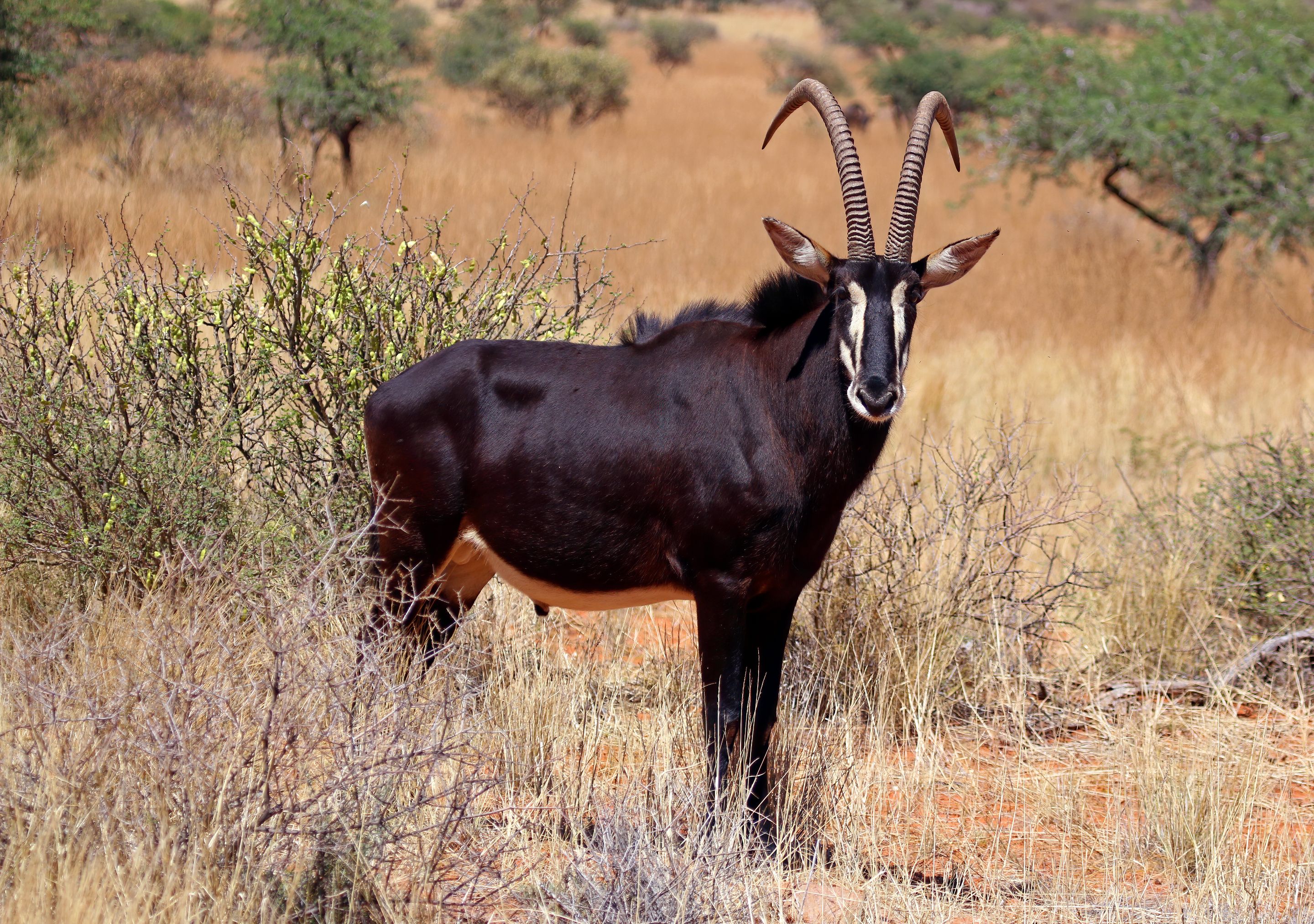 Sable_antelope_(Hippotragus_niger)_adult_male savanna charles j. Sharp 4.0 sharp photography.jpg